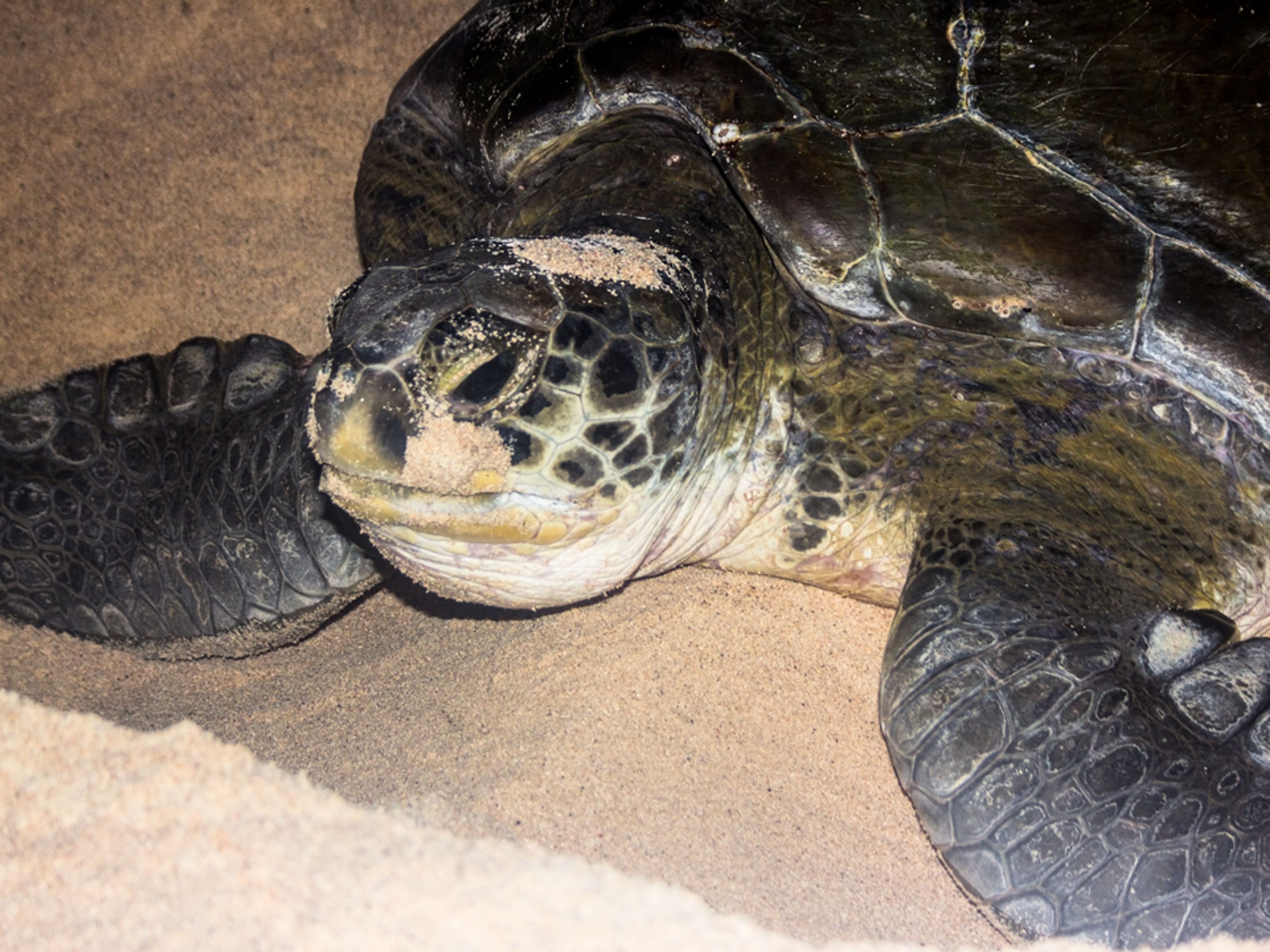 "SICHTUNGEN VON SCHILDKRÖTENBRUTEN" Tour. Turtle Nesting and Release Sighting" Tour, Cayo Largo del Sur, Cuba.