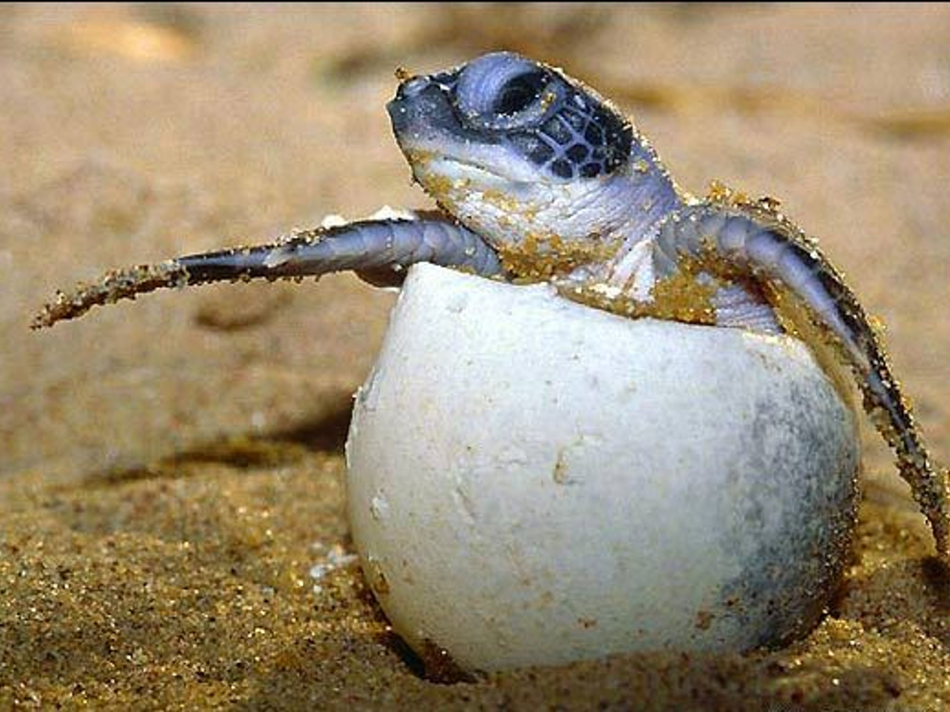 "SICHTUNGEN VON SCHILDKRÖTENBRUTEN" Tour. Turtle Nesting and Release Sighting" Tour, Cayo Largo del Sur, Cuba.