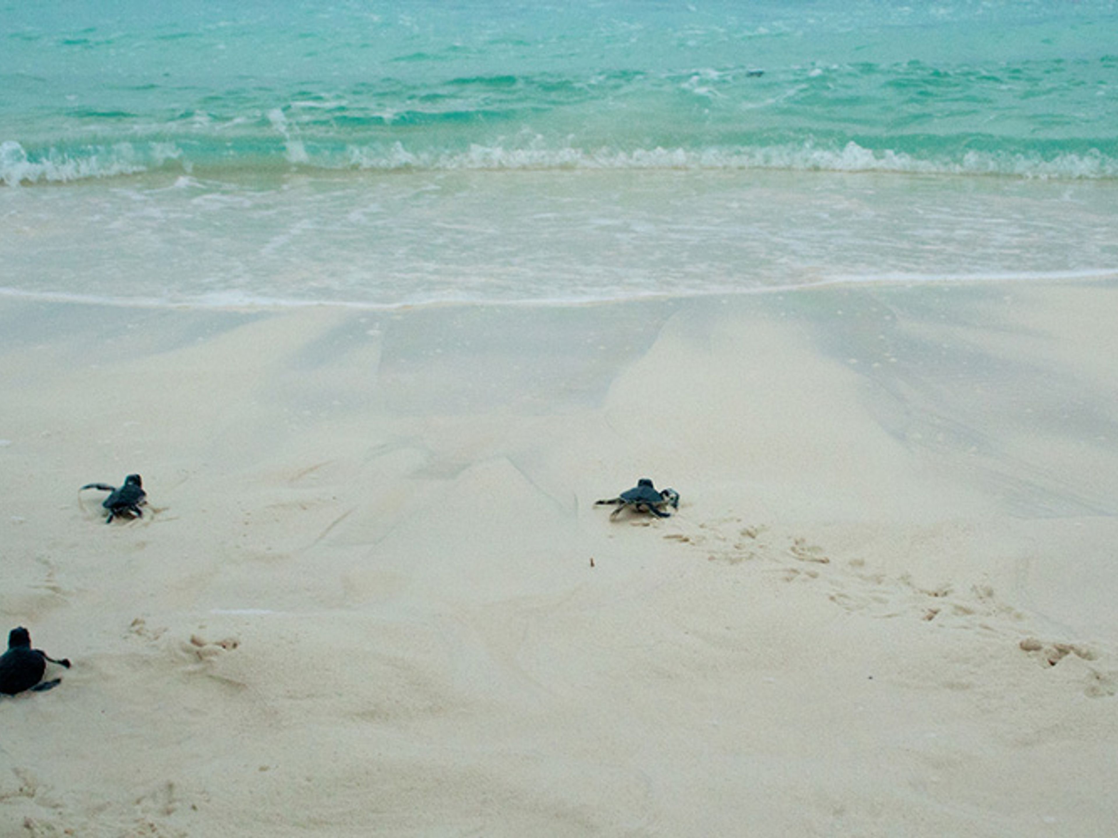 Tour "OBSERVATIONS DE LA NIDIFICATION DES TORTUES". Turtle Nesting and Release Sighting" Tour, Cayo Largo del Sur, Cuba.