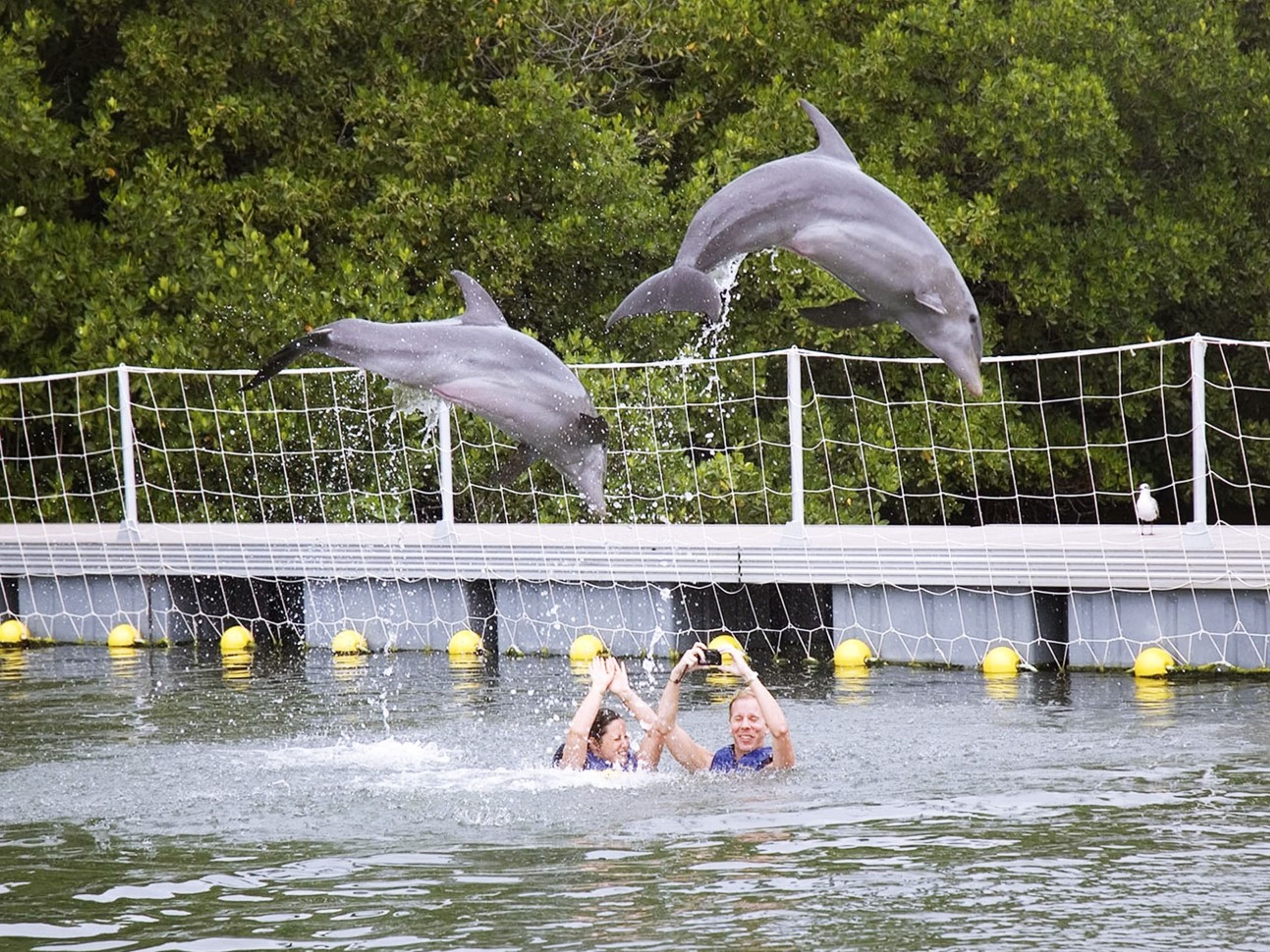 Typ "СПЕЦИАЛИЗИРОВАННОЕ ПЛАВАНИЕ С ДЕЛЬФИНАМИ". Swimming with dolphins tour at Rancho Cangrejo, Varadero, Matanzas, Cuba.
