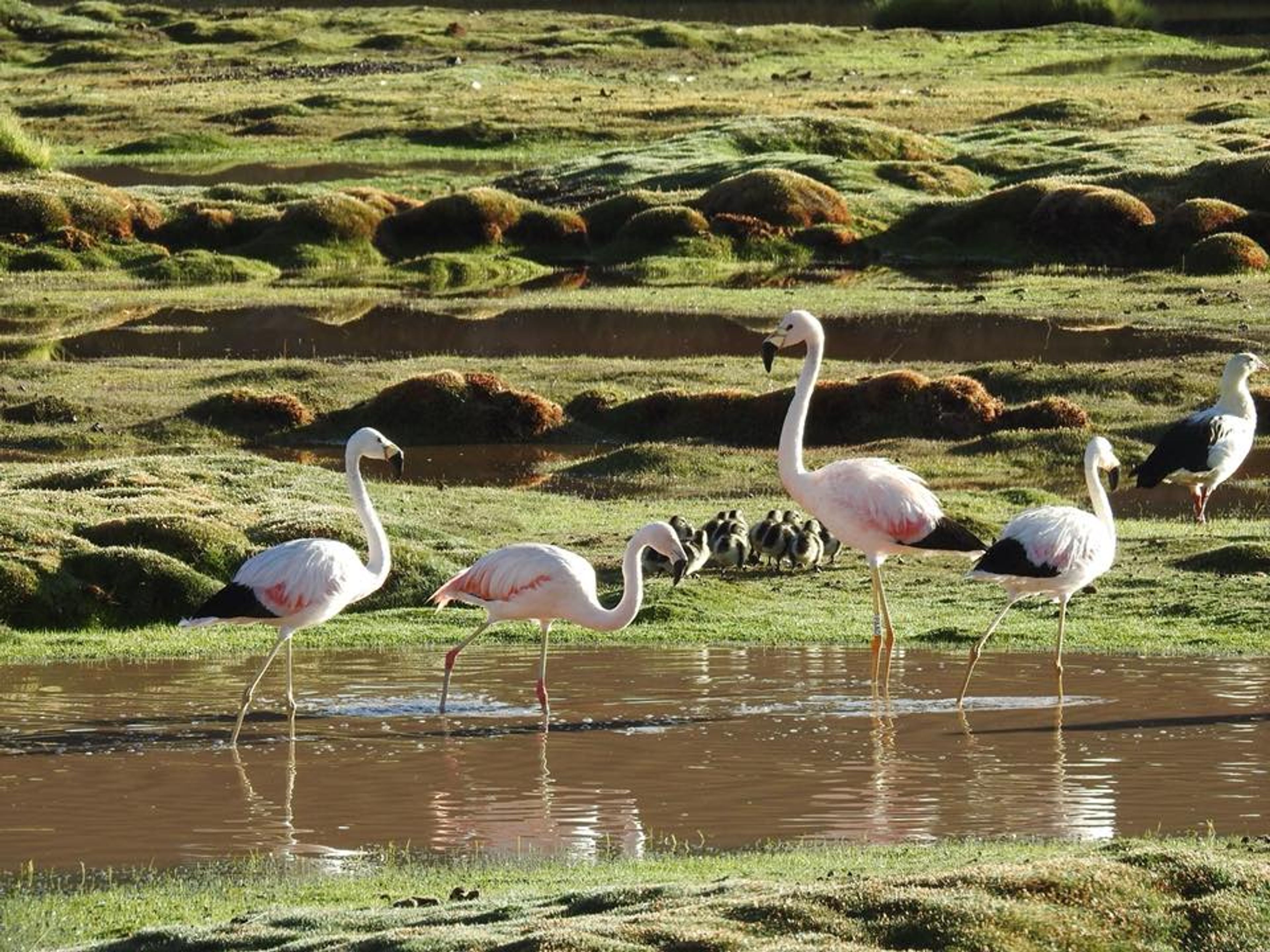 EXCURSIÓN “TOCONAO Y SALAR DE ATACAMA”. Flamingos in the Atacama Salt Flats, “TOCONAO VILLAGE & THE ATACAMA SALT FLAT” TOUR