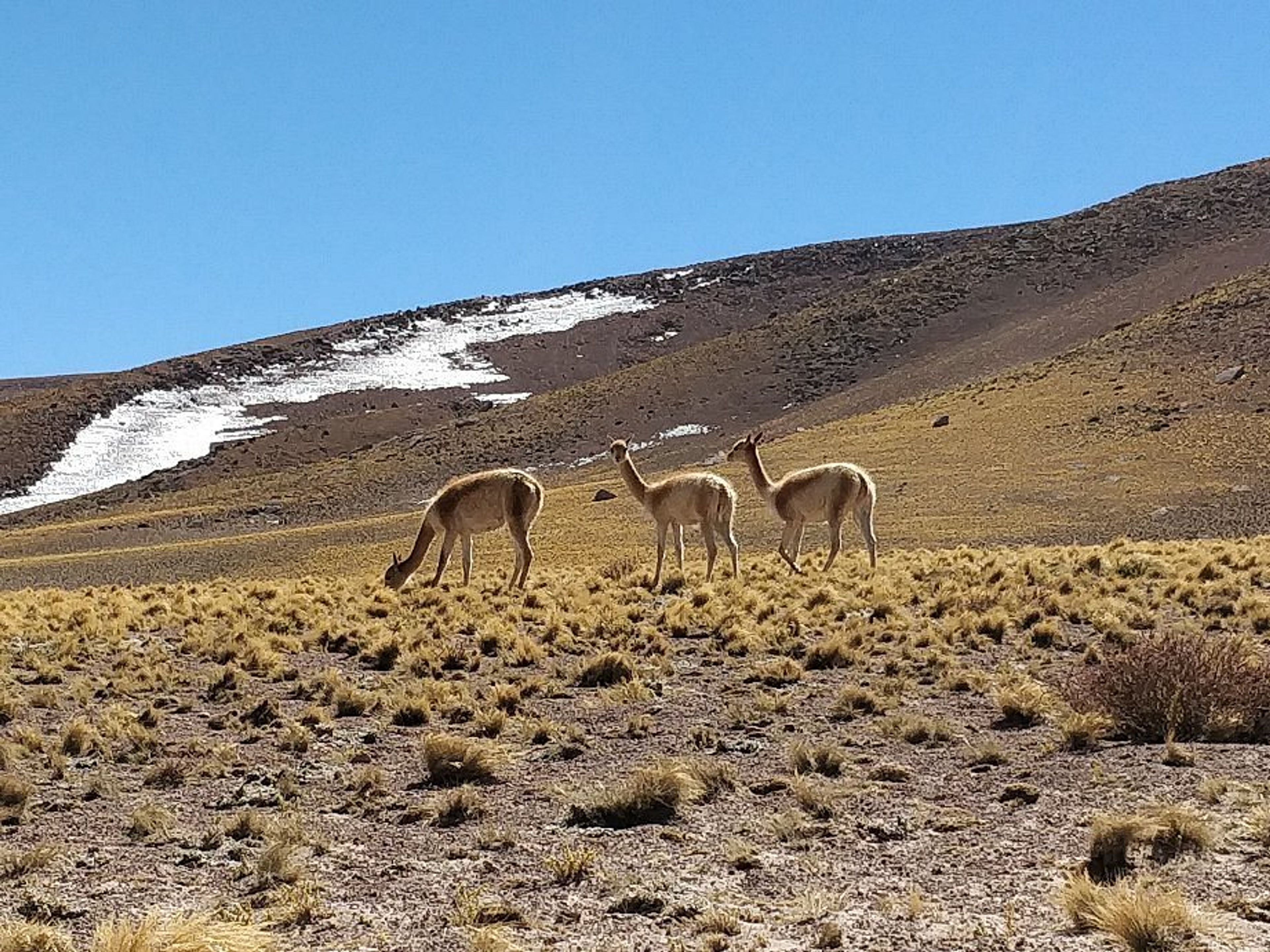 Excursão "LAGOS ALTIPLANÍCIOS E PEDRAS VERMELHAS + ALMOÇO". "ALTIPLANIC LAGOONS AND RED STONES + LUNCH" Tour, San Pedro de Atacama, Chile.