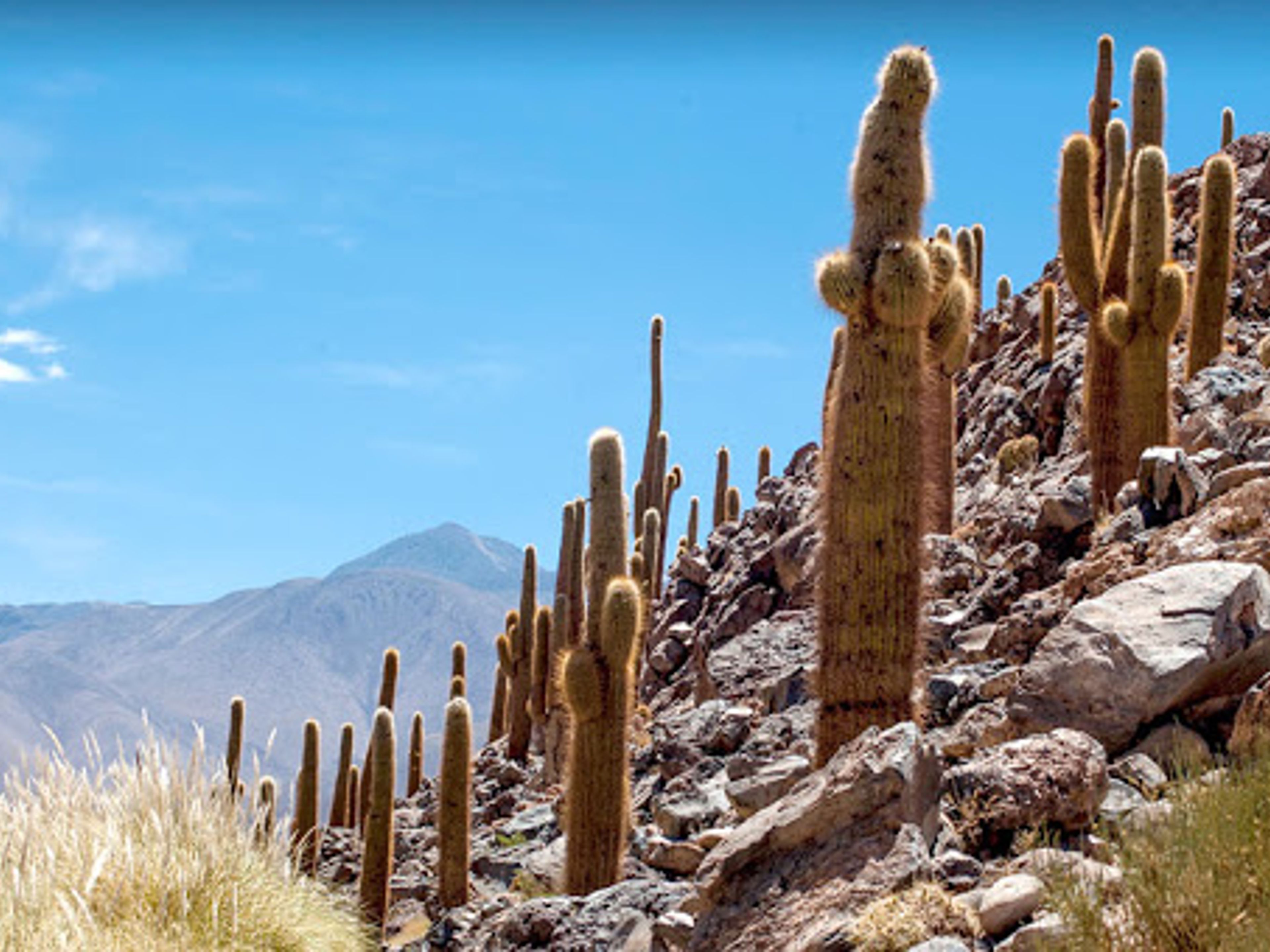 “ALTIPLANIC VILLAGES & PURITAMA HOT SPRINGS ON MOTORCYCLE” TOUR. Cactus Valley, Antofagasta region, Chile