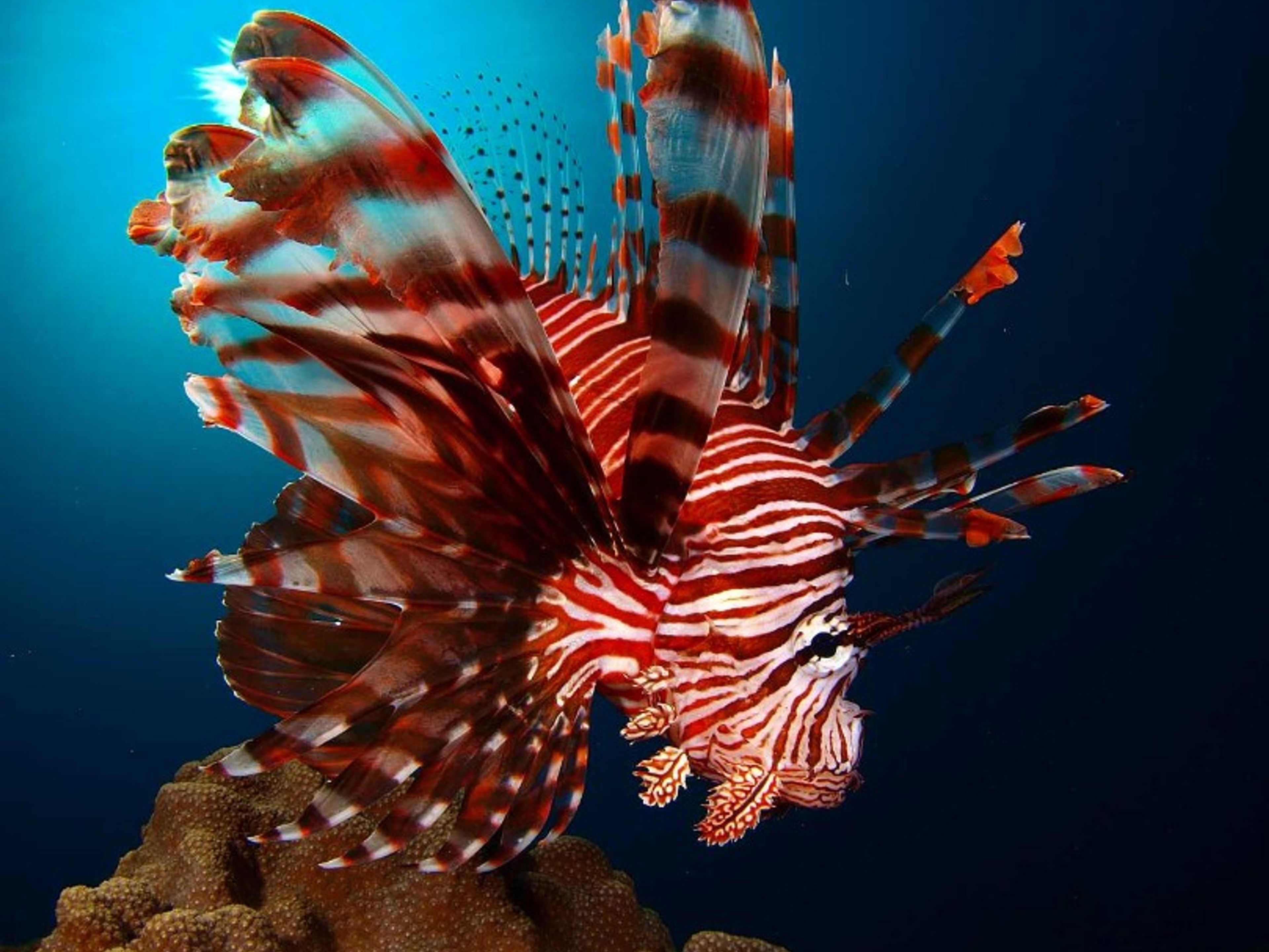 Excursión "CURSOS DE BUCEO CON CERTIFICACIÓN INTERNACIONAL DE ACUC Y SSI". Scuba Diving in Havana