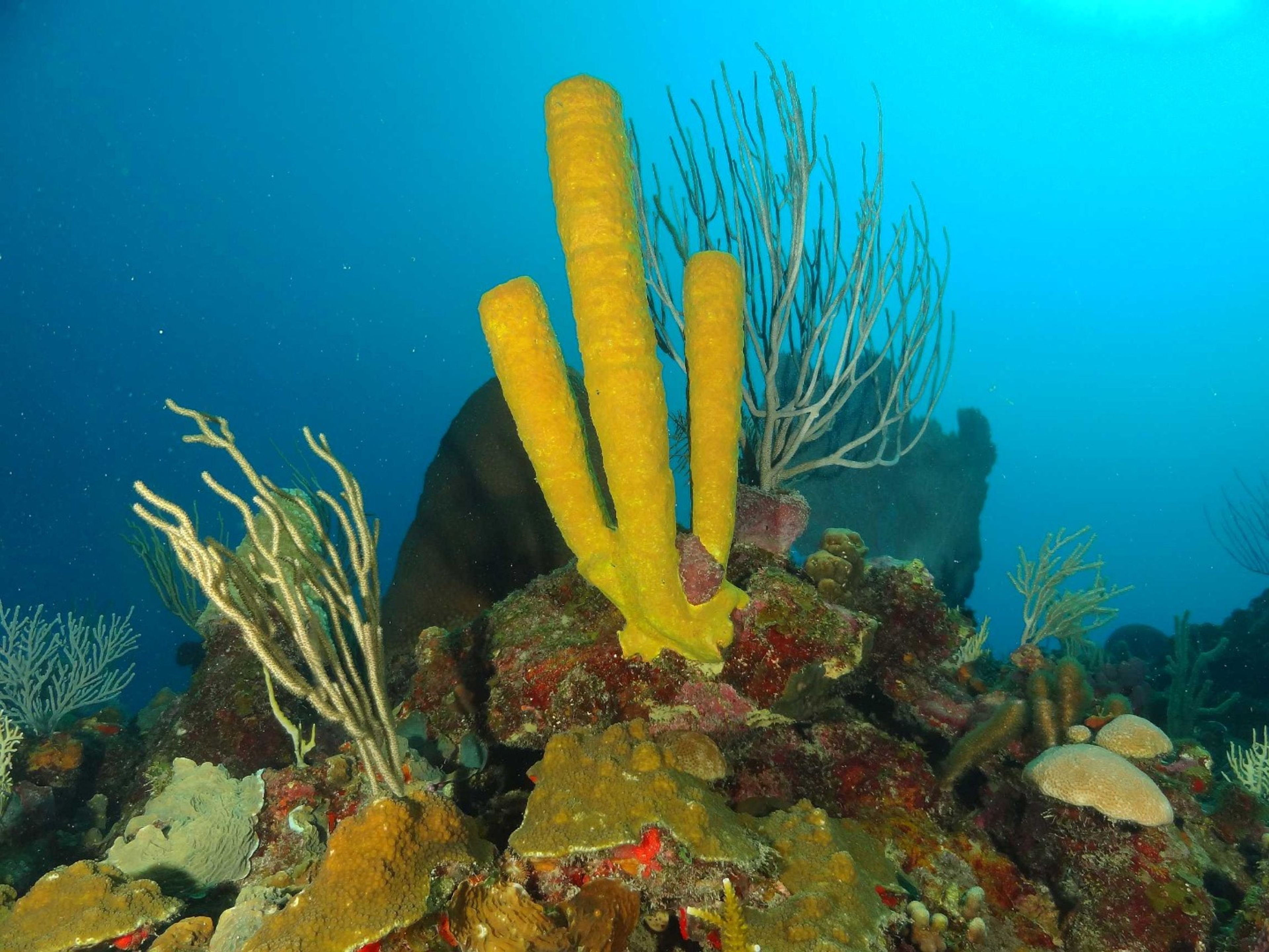 Excursión "CURSOS DE BUCEO CON CERTIFICACIÓN INTERNACIONAL DE ACUC Y SSI". Scuba Diving in Havana