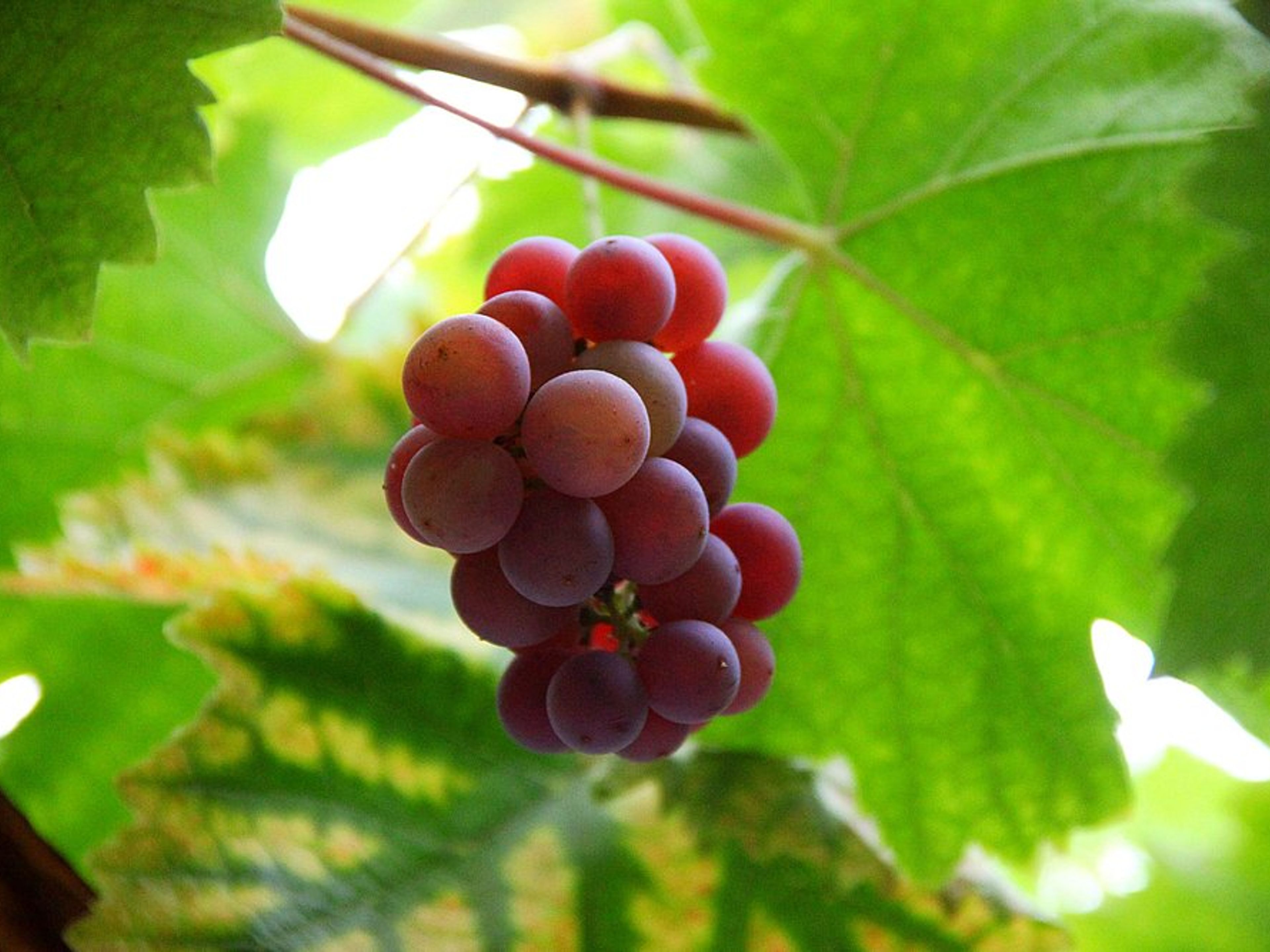 Tour ”GRAN CHAMÁN, DOMAINE VITICOLE SANTA CRUZ”. null