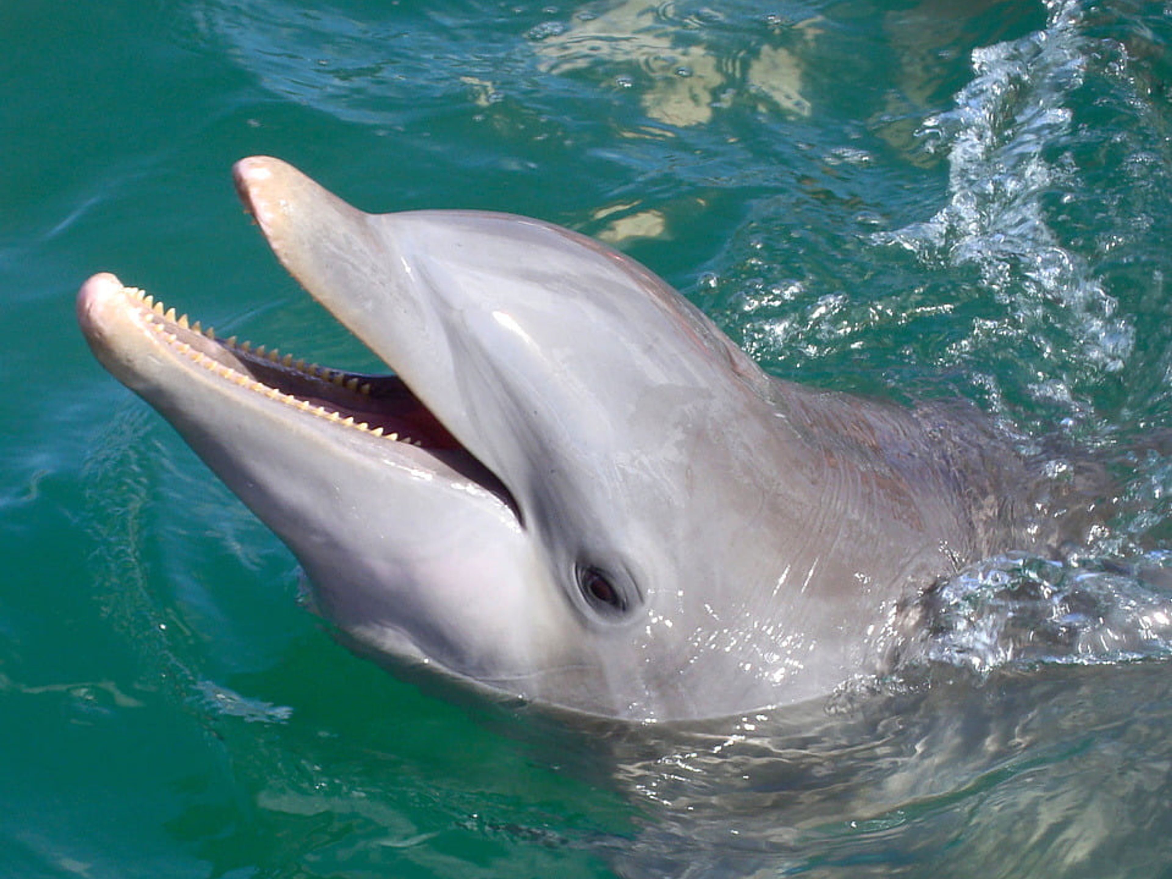 Tour "NUOTO SPECIALIZZATO CON I DELFINI A CAYO SAETÍA DELFINARIO". "SPECIALIZED SWIM WITH DOLPHINS IN CAYO SAETÍA DOLPHINARIUM" Tour