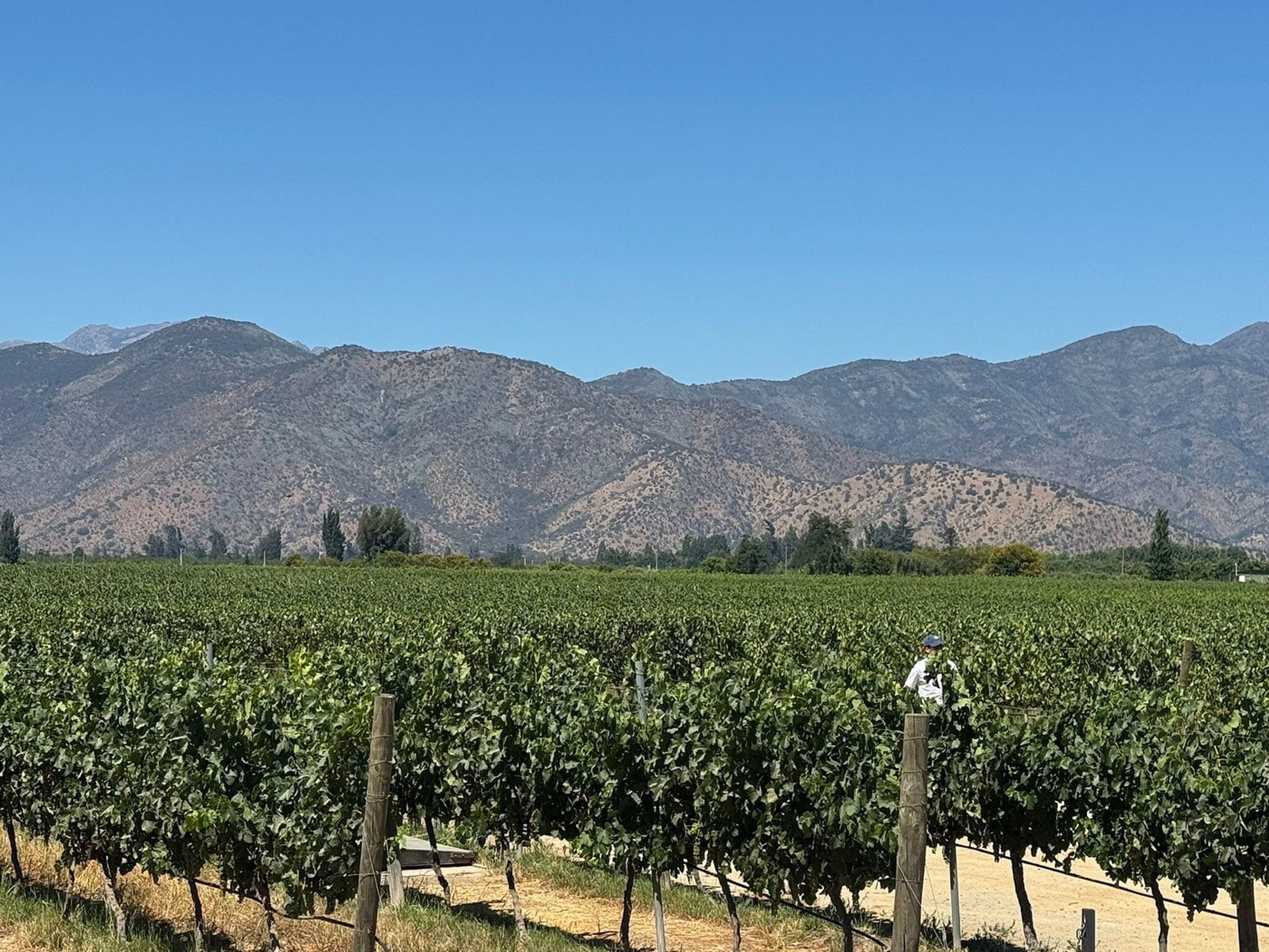 Tour "ROTTA DEL VINO DELLA VALLE DEL MAIPO". “MAIPO VALLEY WINE ROUTE” Tour, Chile.