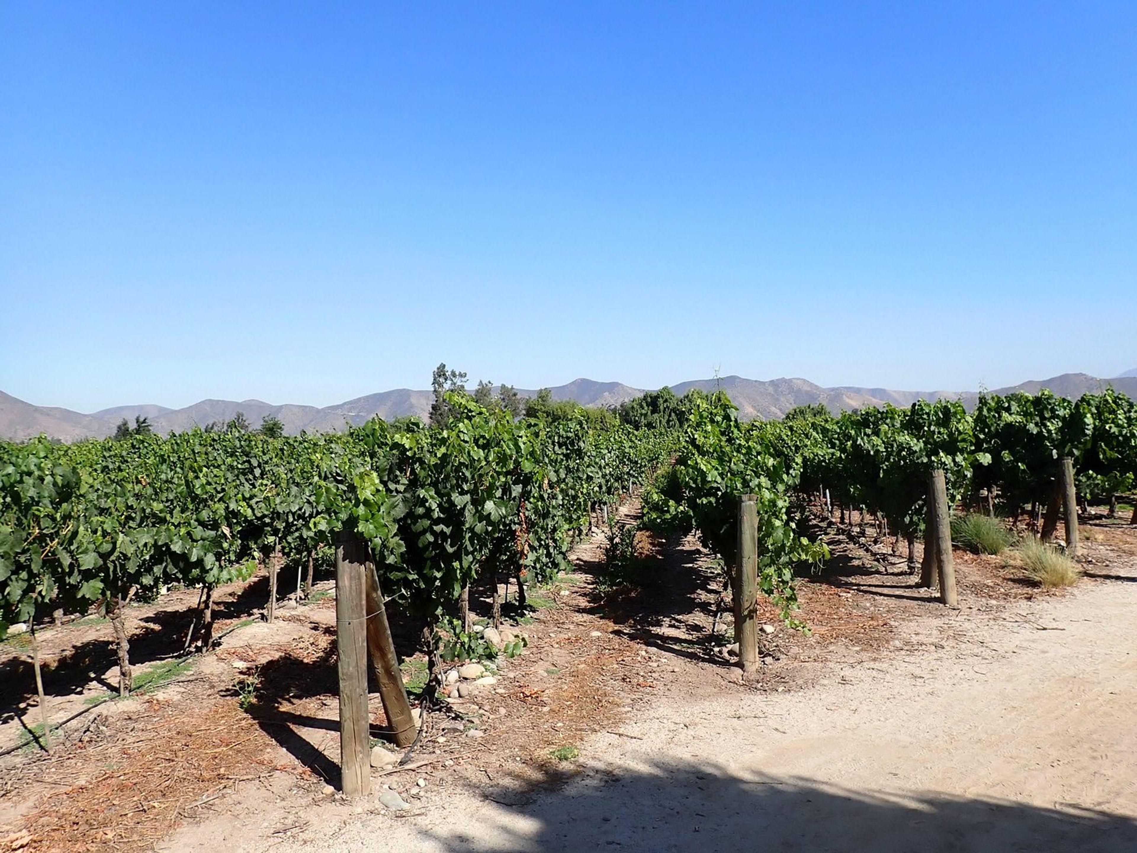 Tour "ROTTA DEL VINO DELLA VALLE DEL MAIPO". “MAIPO VALLEY WINE ROUTE” Tour, Chile.