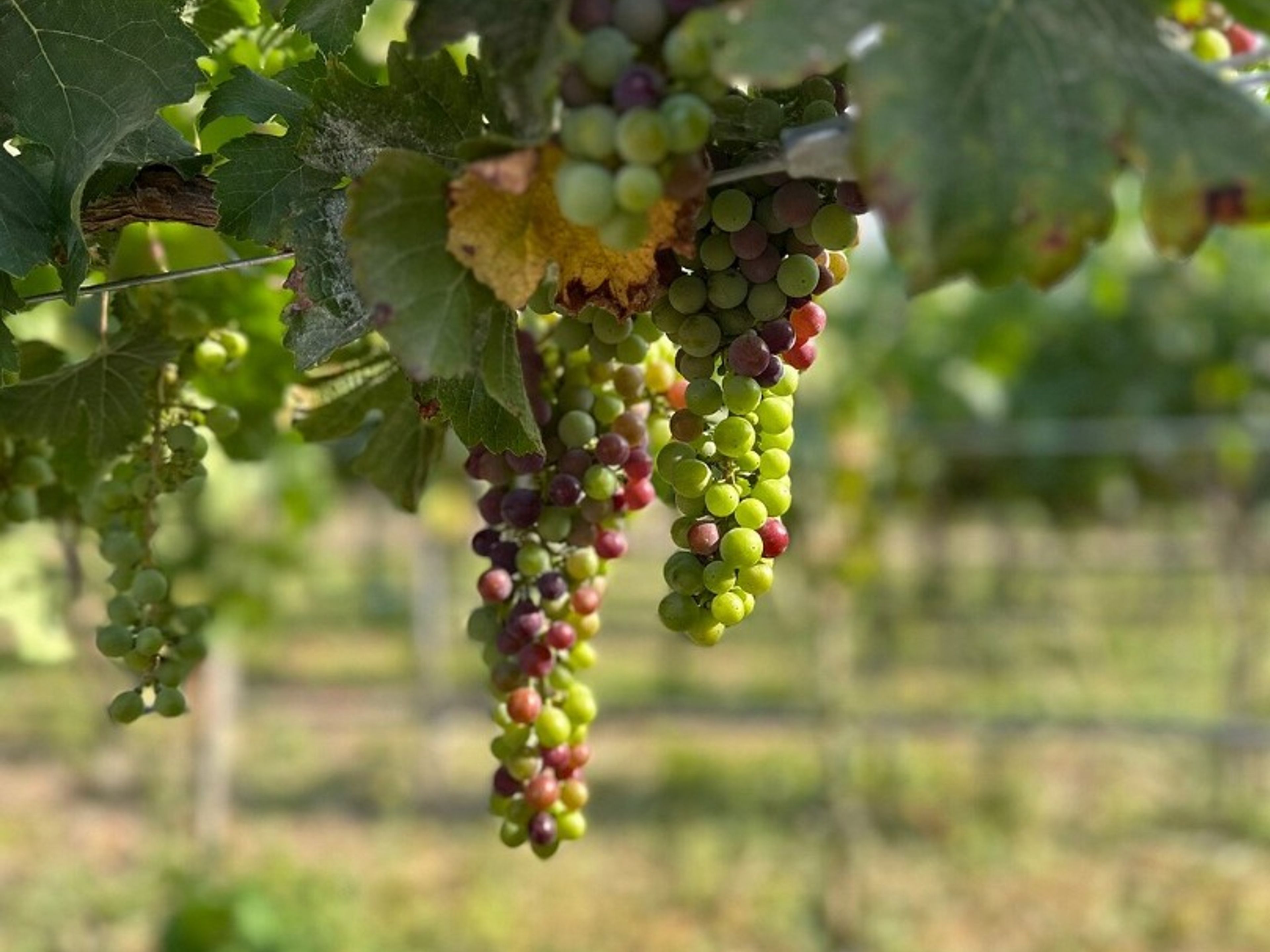 Tour "ROTTA DEL VINO DELLA VALLE DEL MAIPO". “MAIPO VALLEY WINE ROUTE” Tour, Chile.
