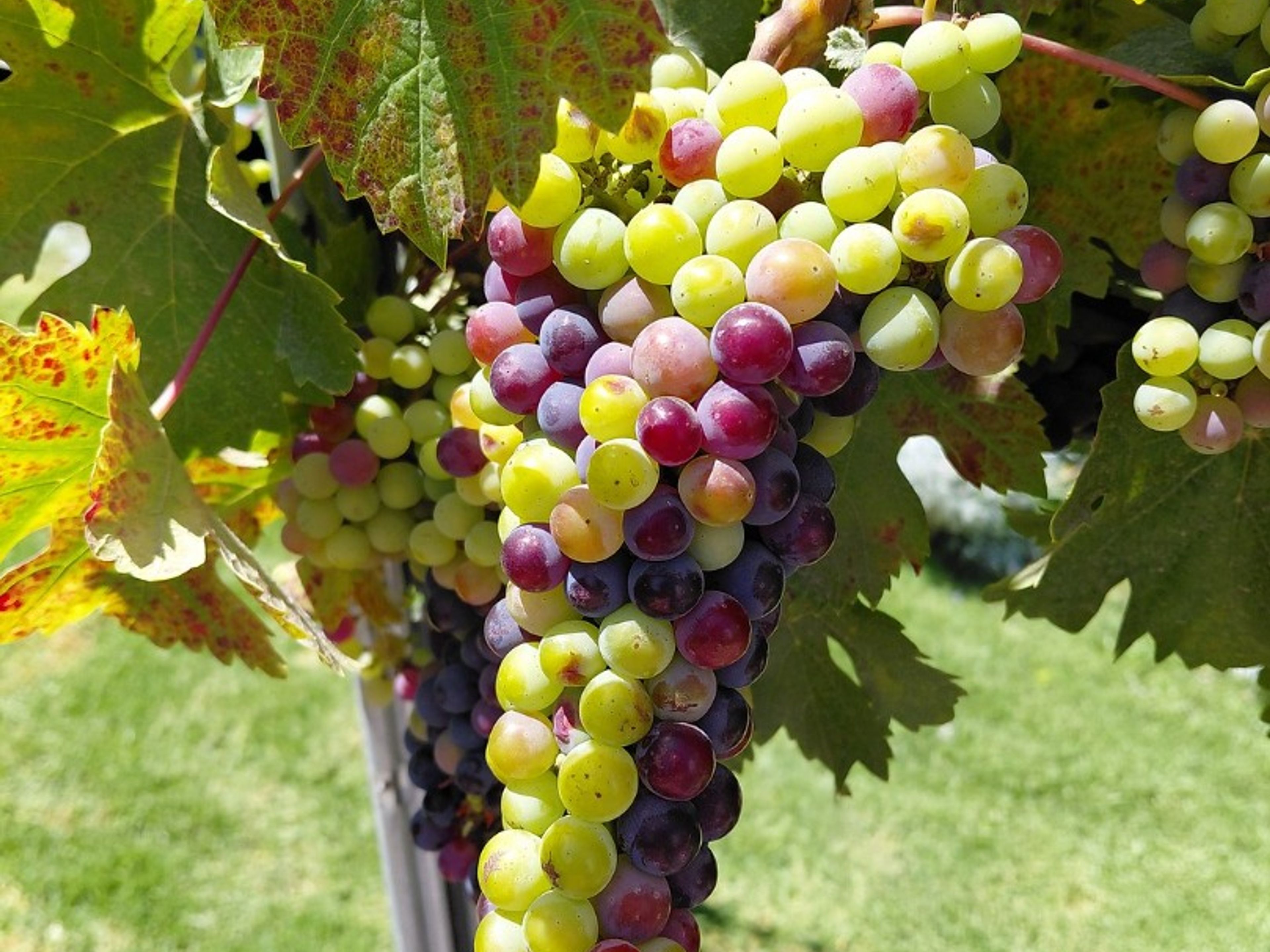 Tour "ROTTA DEL VINO DELLA VALLE DEL MAIPO". “MAIPO VALLEY WINE ROUTE” Tour, Chile.