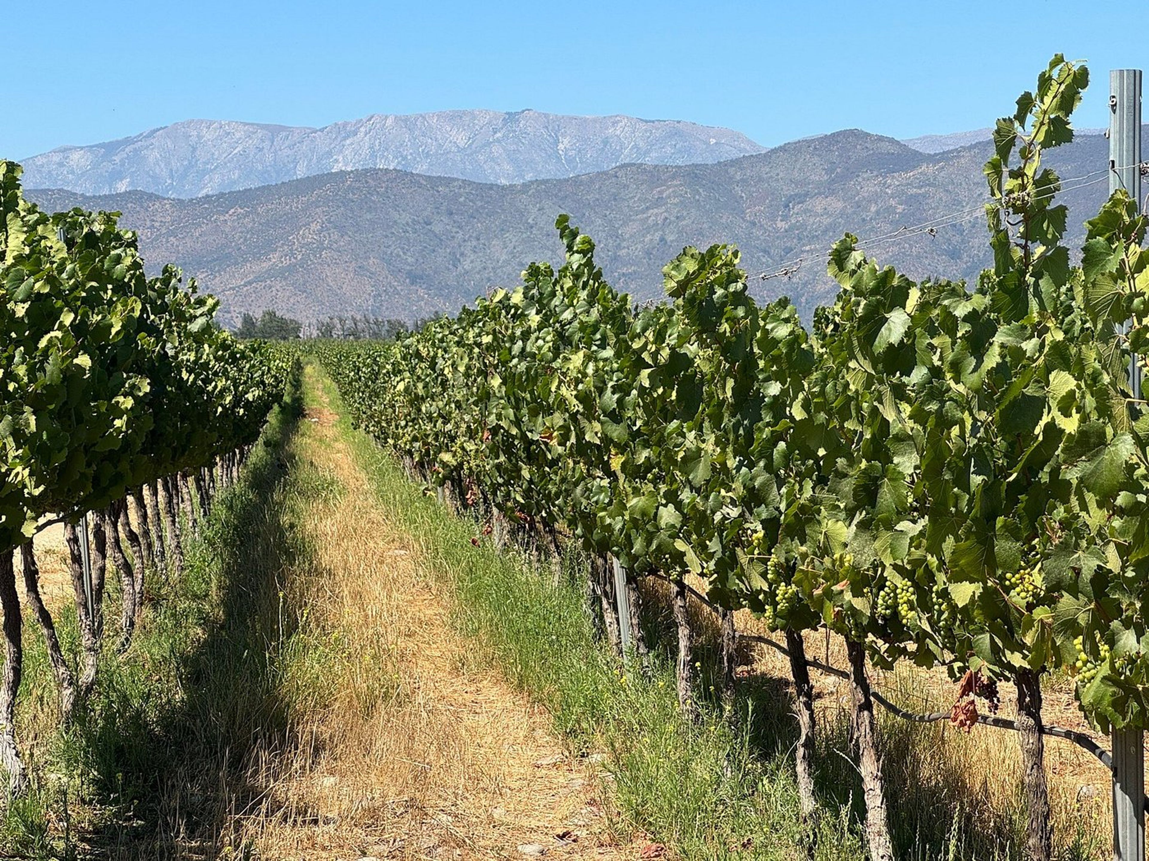Tour "ROTTA DEL VINO DELLA VALLE DEL MAIPO"