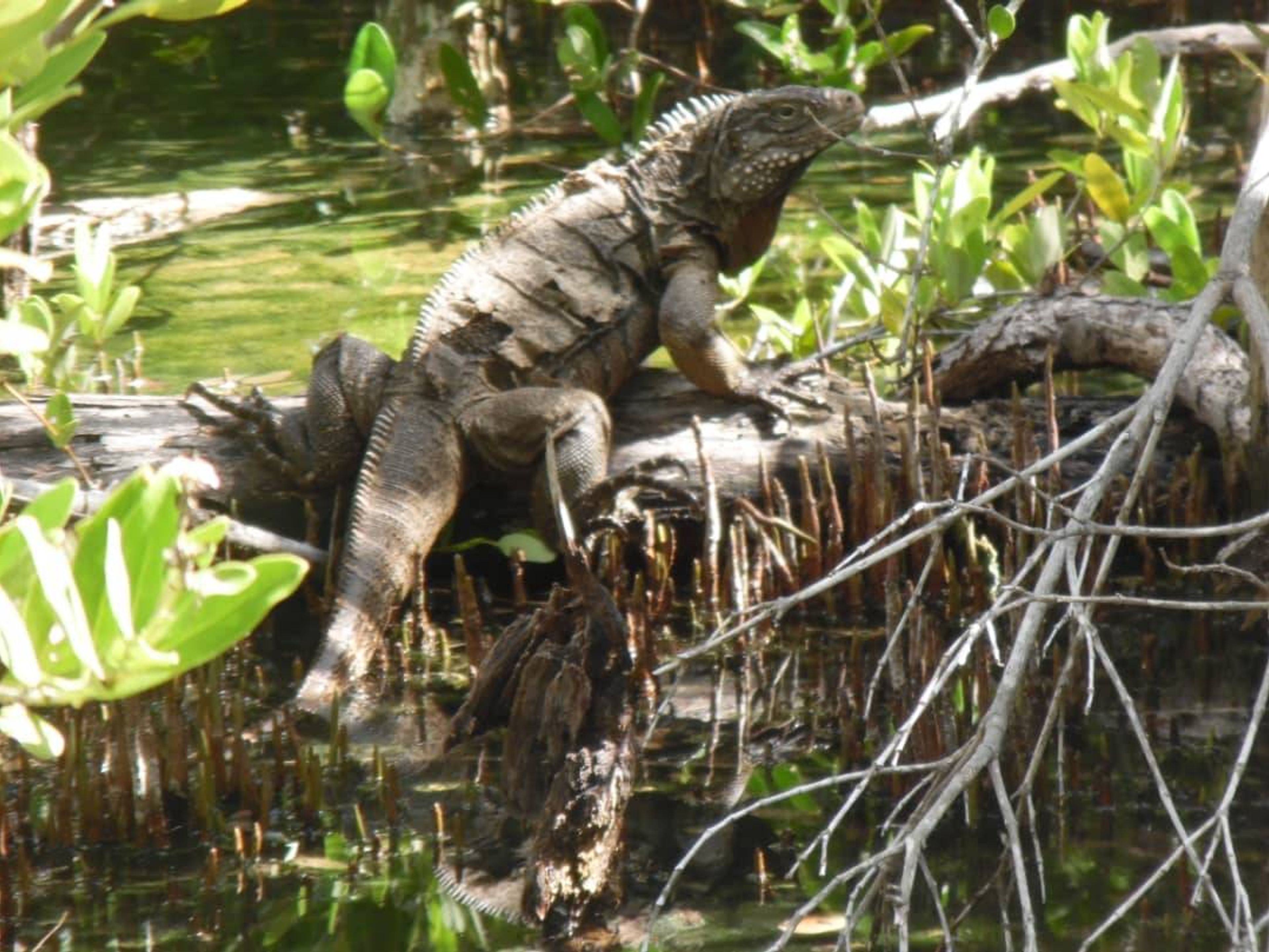 Tour "VISITE DU PARC NATIONAL CAGUANES". Caguanes National Park, Sancti Spíritus, Cuba