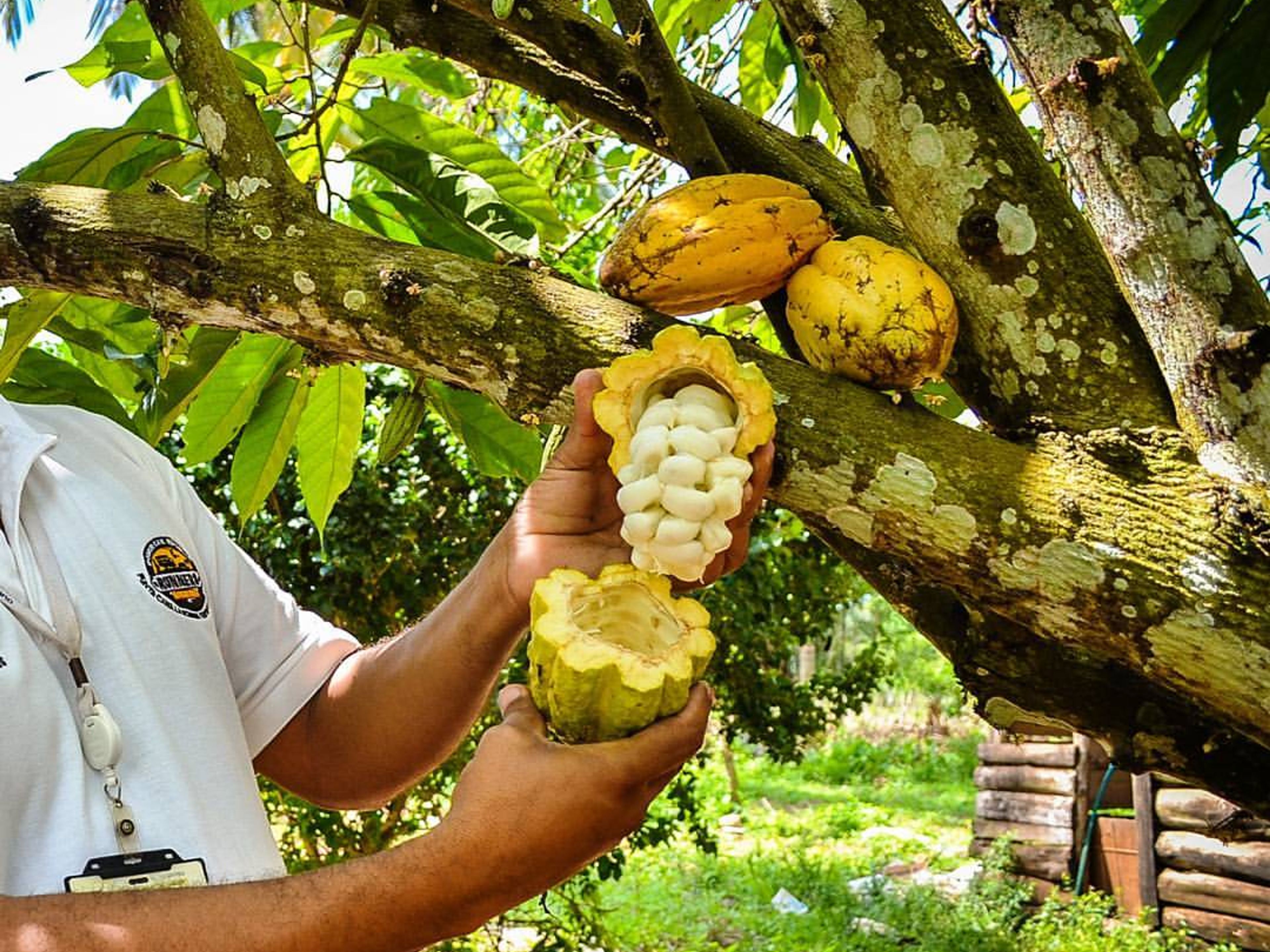 Excursão “AVENTURA EM BAVARO”. ”BAVARO ADVENTURE” Tour, Punta Cana, Dominican Republic.