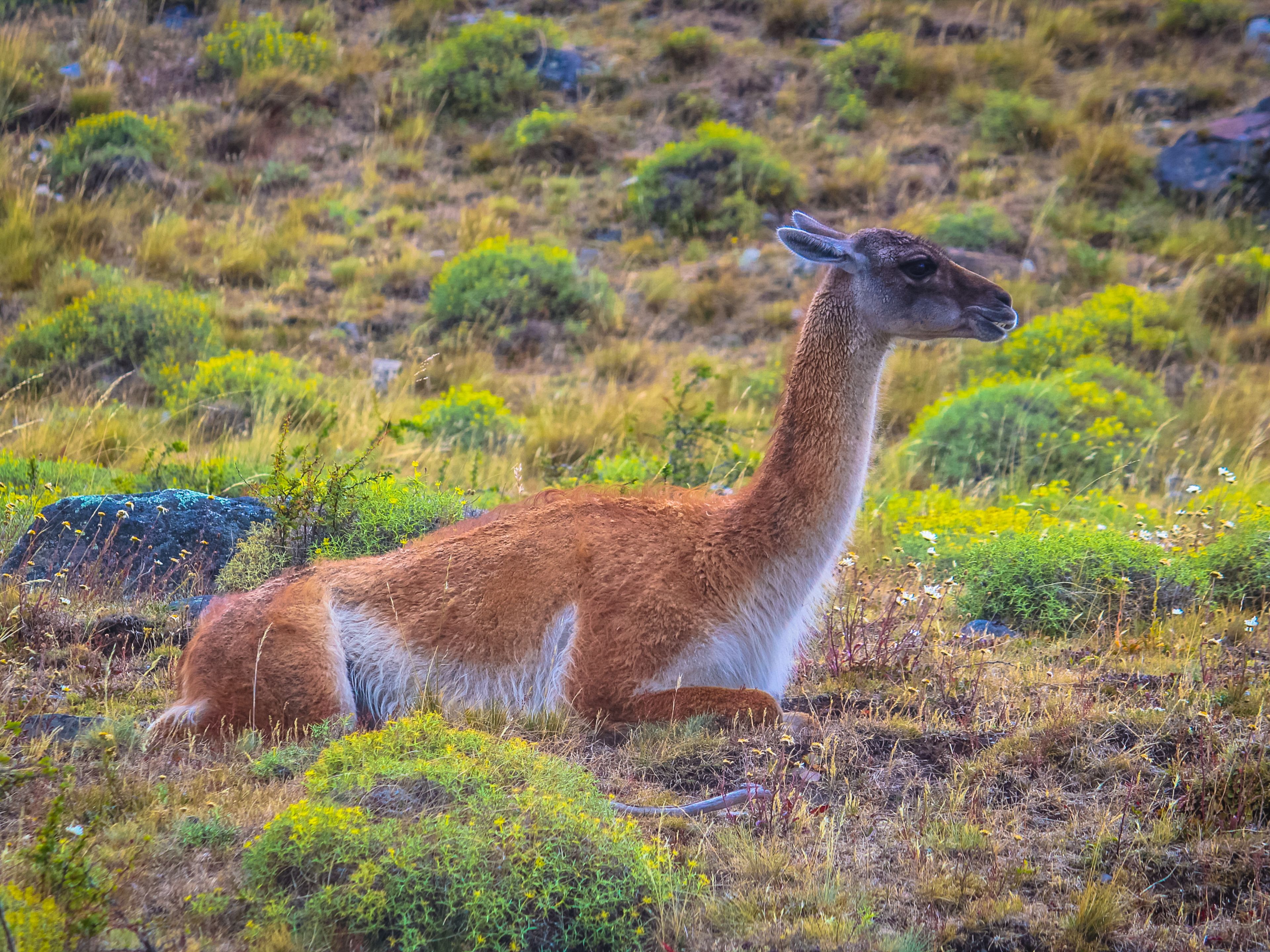 "FULL DAY TORRES DEL PAINE NATIONAL PARK" Tour. "FULL DAY TORRES DEL PAINE" Tour, Chile. 
