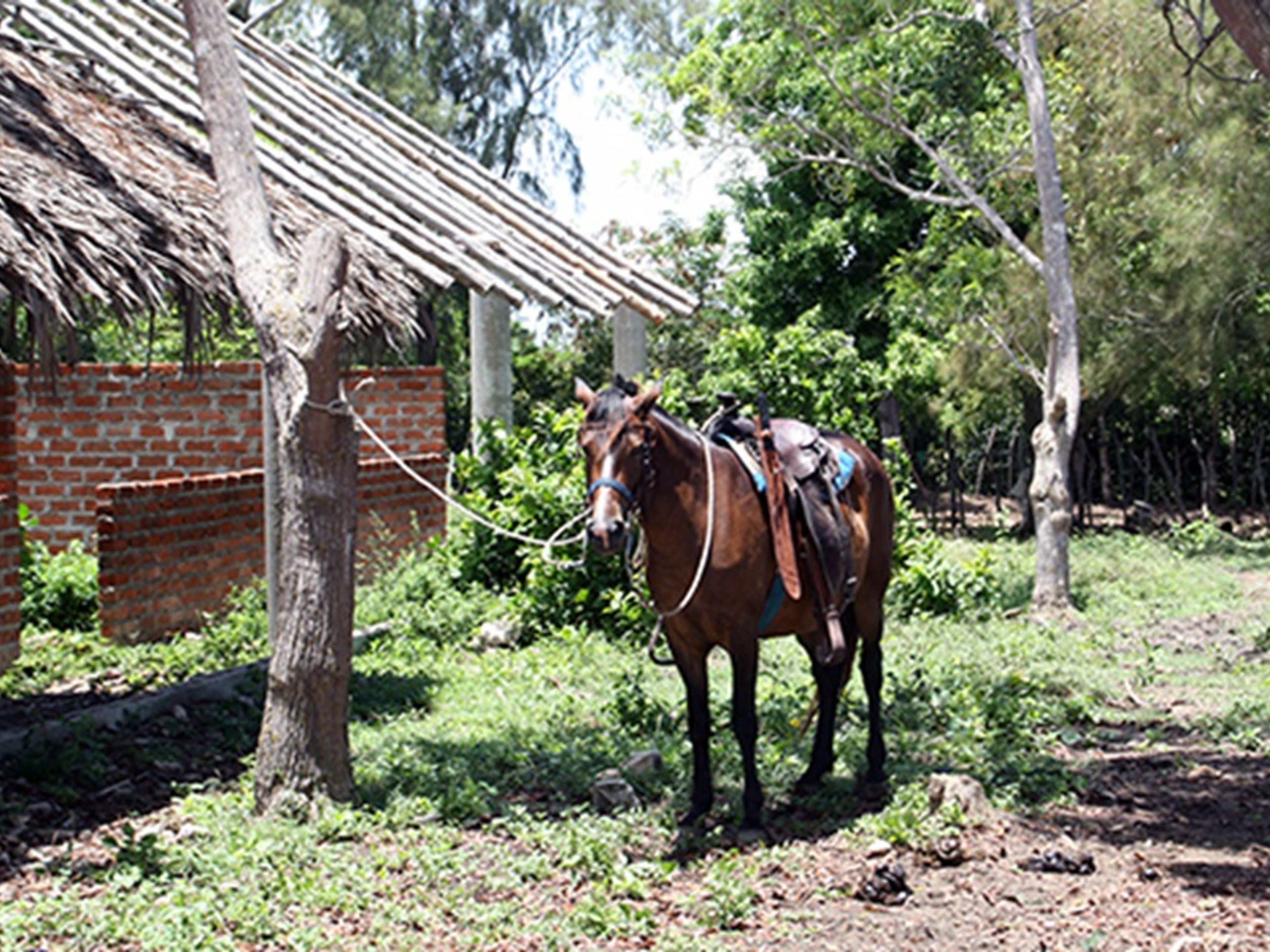 Jeep Safari "SUNSET A LO CUBANO". The Hidalgos Equestrian Center, Holguín, Cuba.