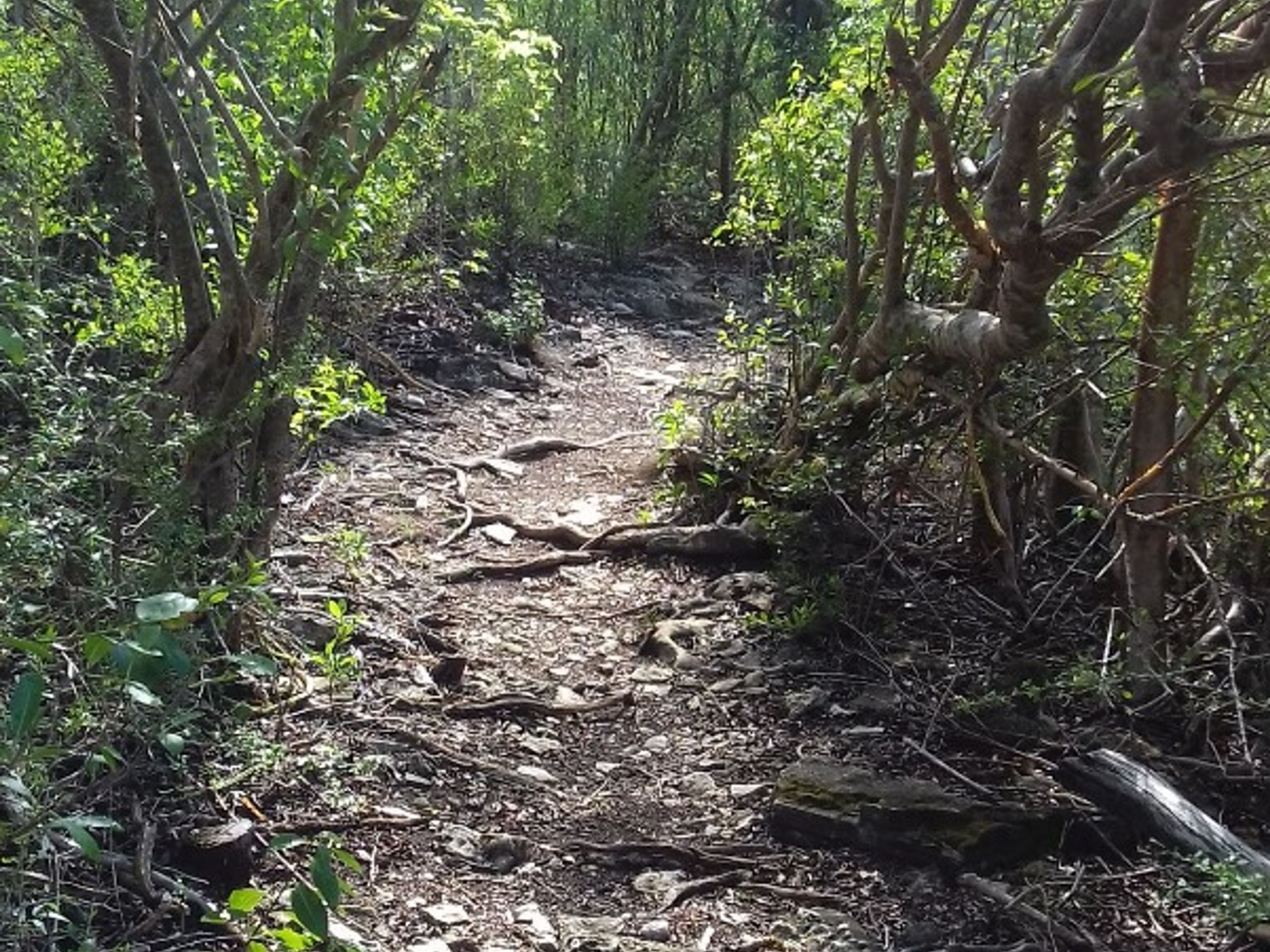 Tour "VACANZA IN FAMIGLIA". Cueva de Pelo de Oro trail, Cayo Santa María, Villa Clara, Cuba.