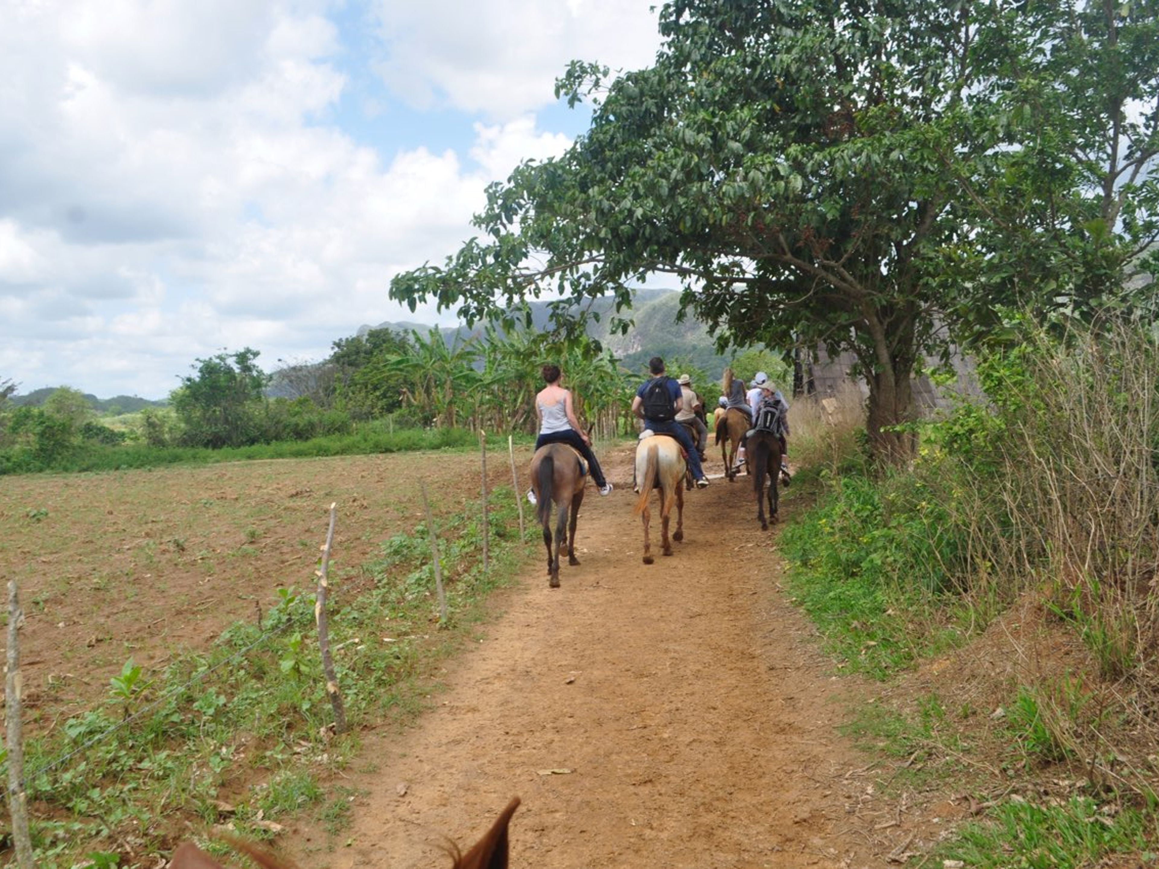 "PFERDEABENTEUER DURCH DAS VIÑALES-TAL,  EINE AUTHENTISCHE REISE INS HERZ DES LÄNDLICHEN KUBA" Tour. HORSEBACK ADVENTURE THROUGH THE VIÑALES VALLEY, AN AUTHENTIC JOURNEY INTO THE HEART OF RURAL CUBA” Tour, Viñales, Pinar del Río, Cuba.