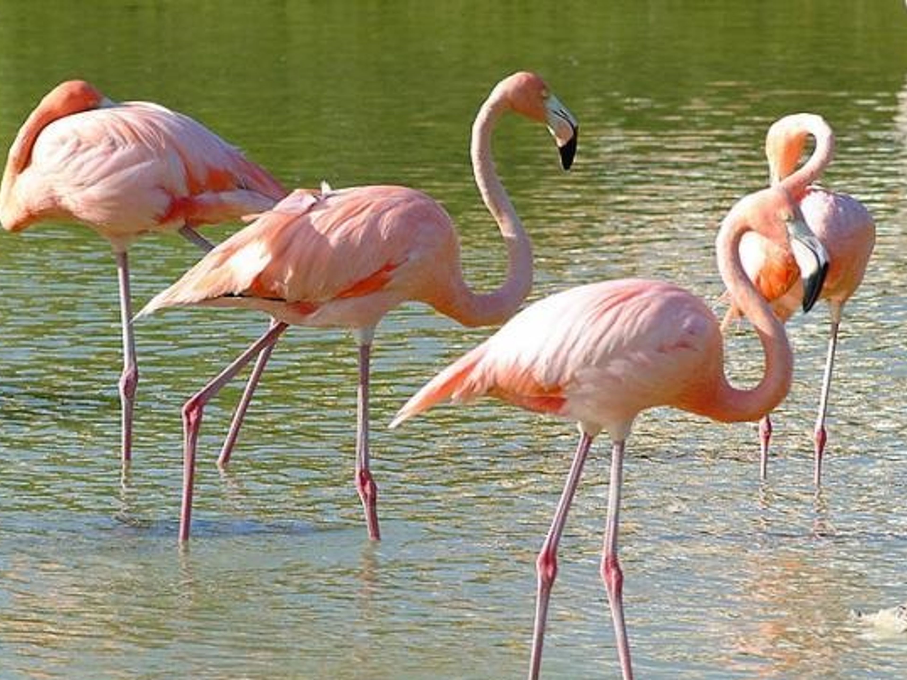 "Wandern und Vogelbeobachtung". Flamingos  in Las salinas- "Hiking and Bird Watching"