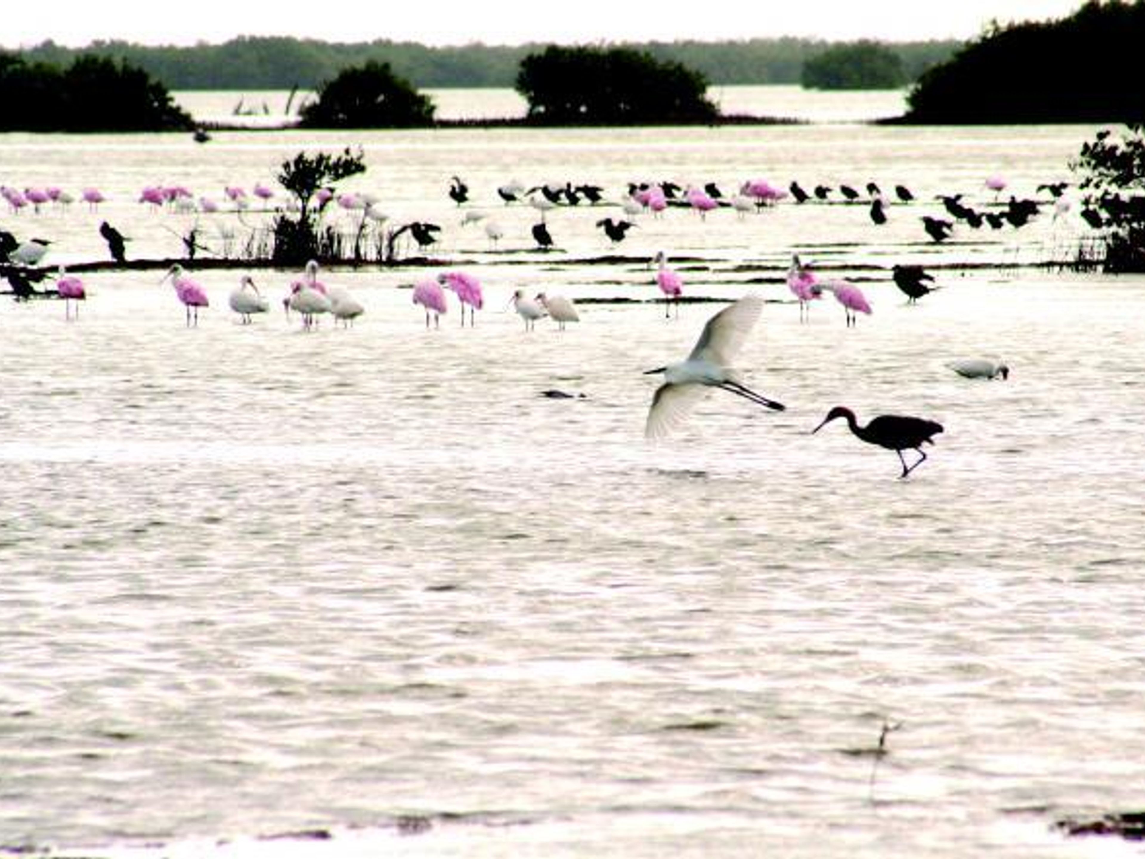 "Wandern und Vogelbeobachtung". Flamingos and herons in Las salinas- "Hiking and Bird Watching"