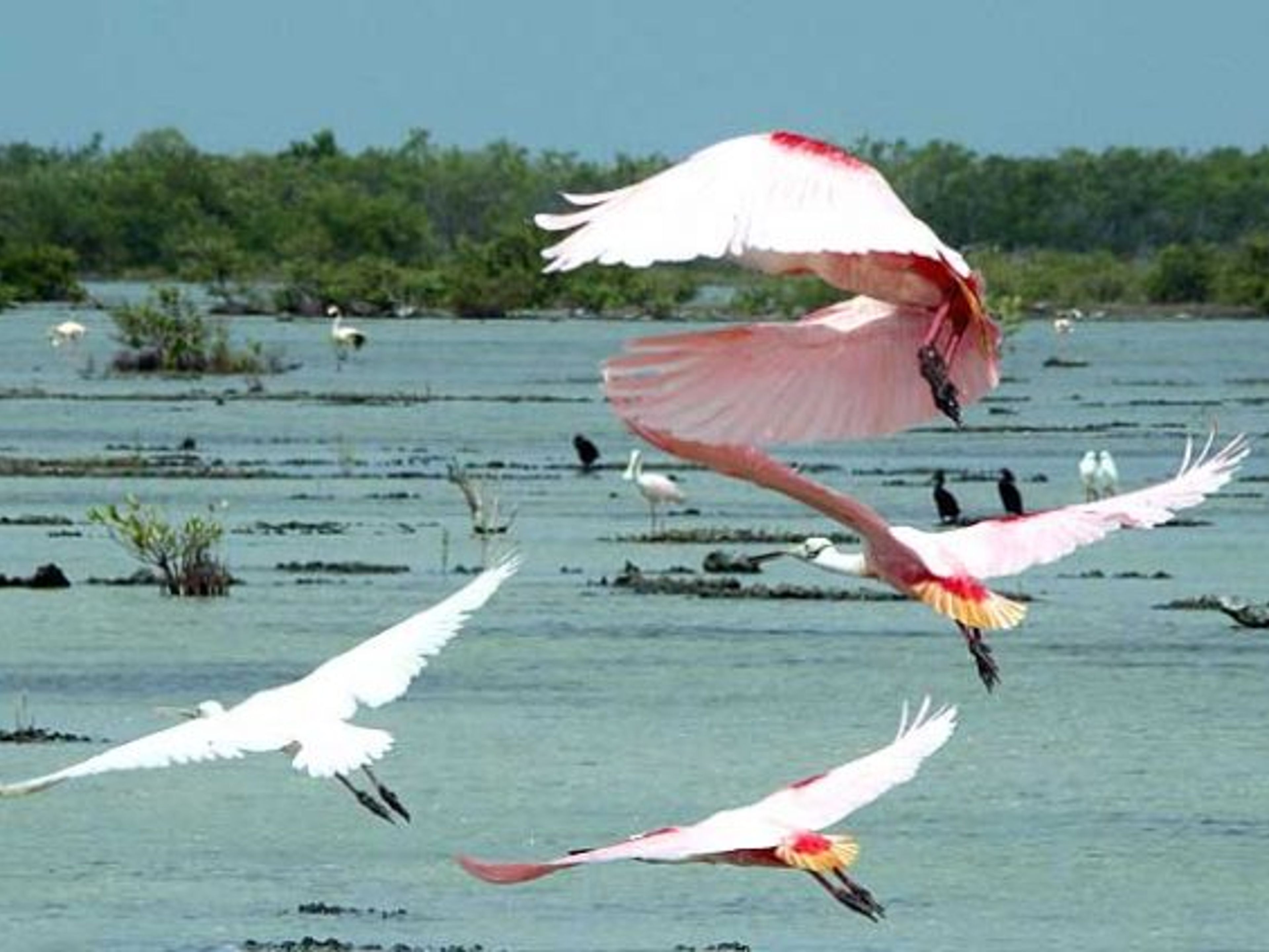 "Wandern und Vogelbeobachtung". Herons - "Hiking and Bird Watching"