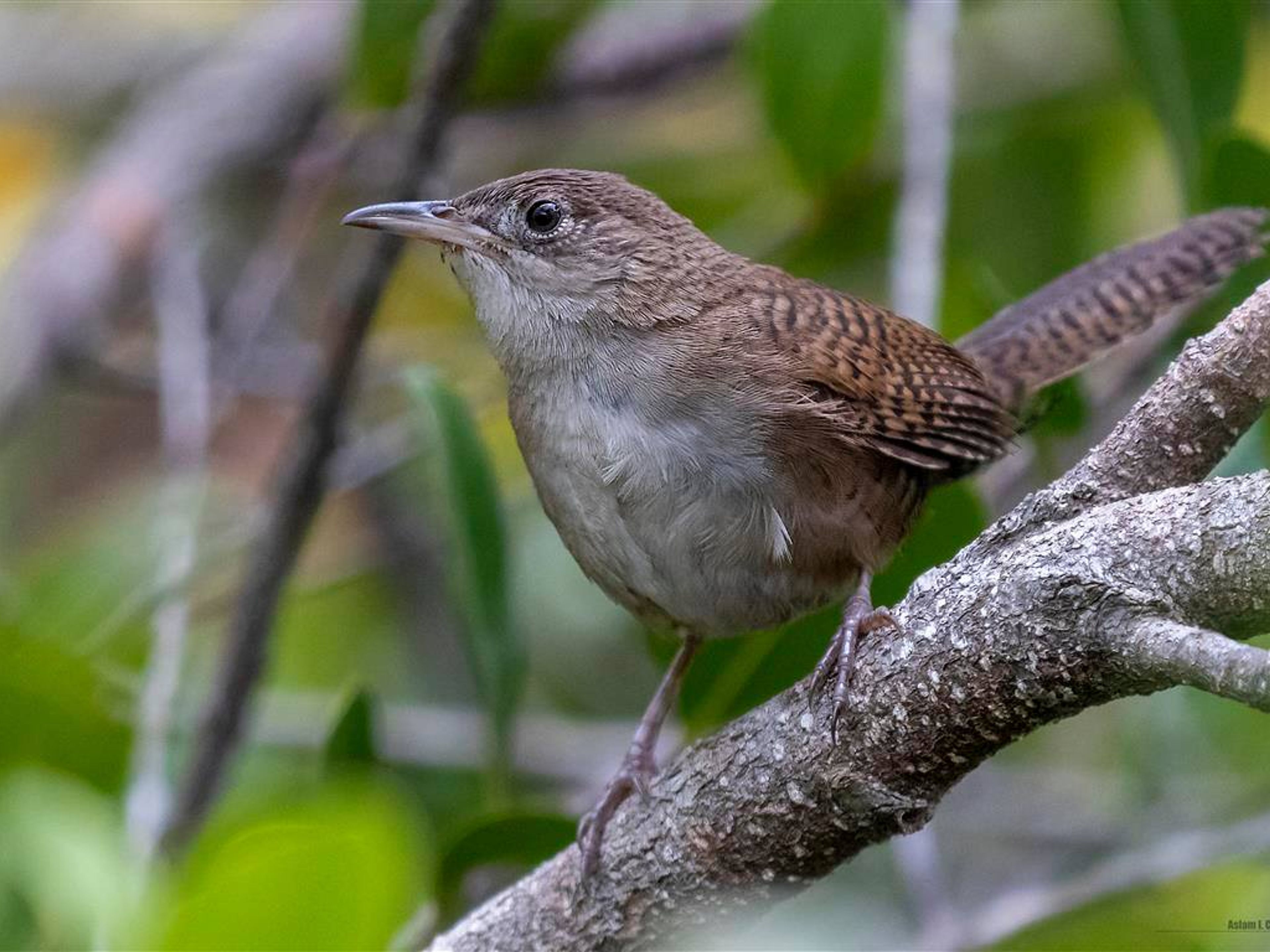 "Wandern und Vogelbeobachtung". Ferminia - "Hiking and Bird Watching"