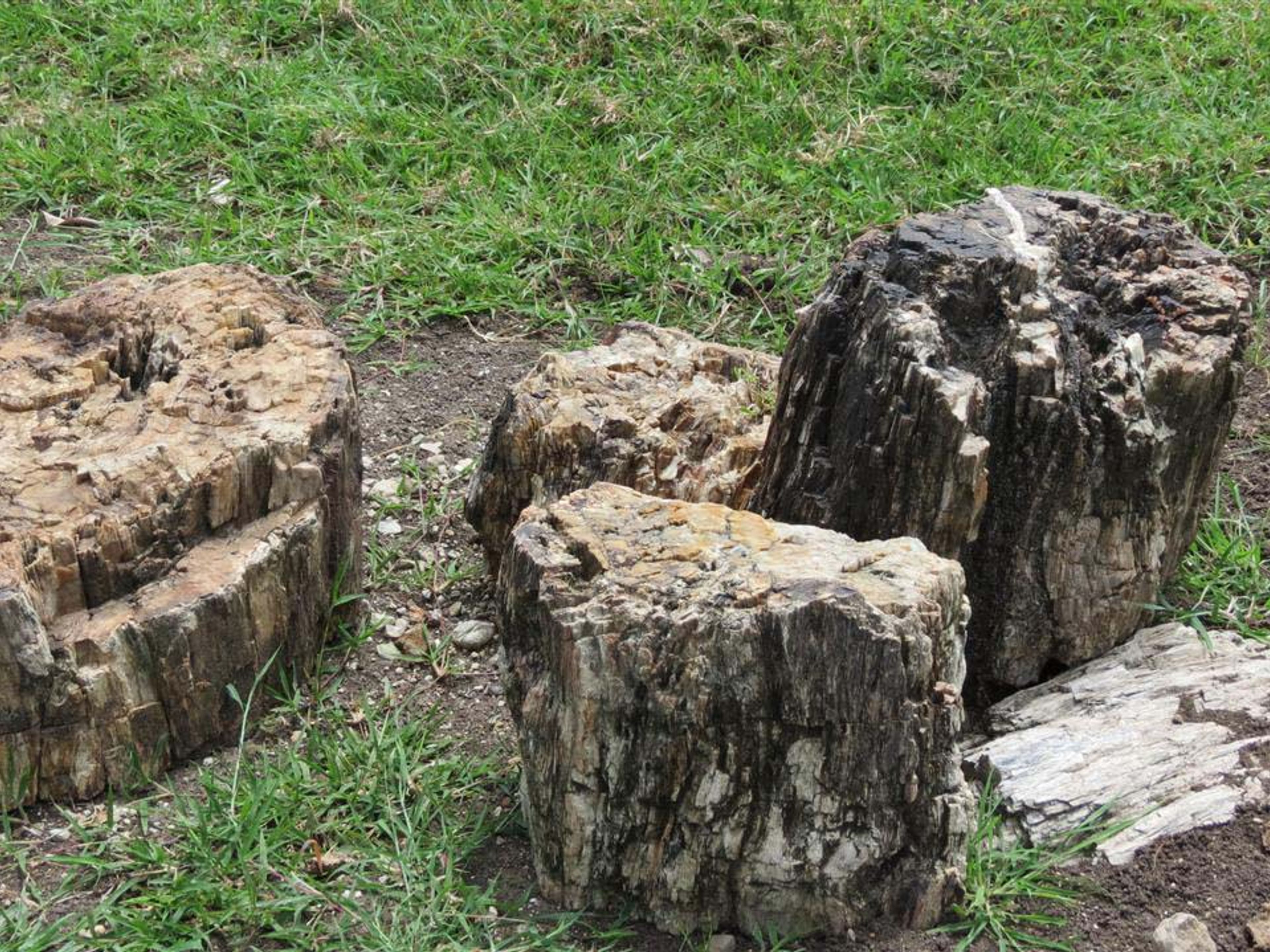 "Tour da Floresta Fóssil". The Fossil Forest tour