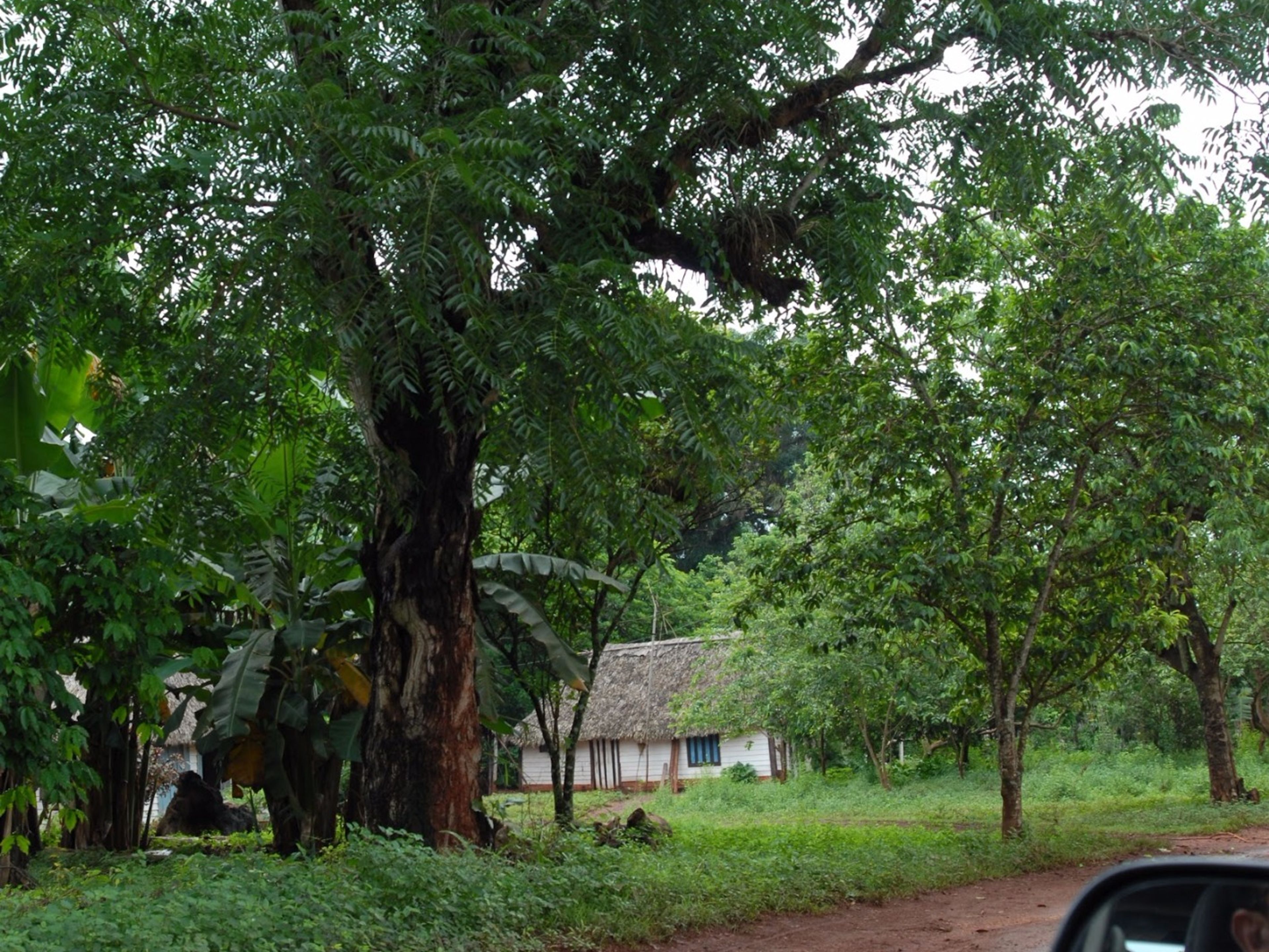 Tour "La forêt fossile". Sierra del Chorillo, Camagüey