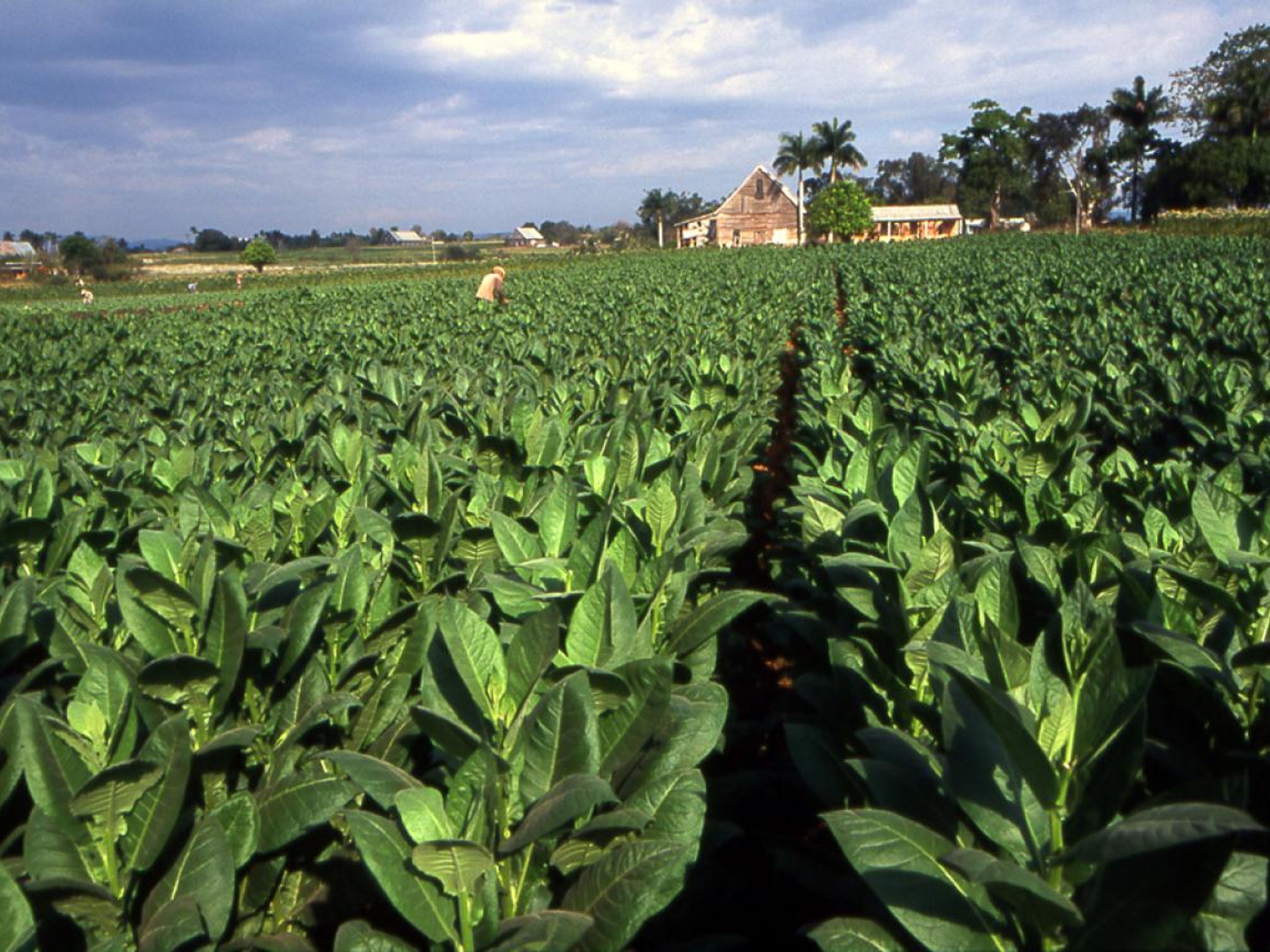 Tour  "VALLE DI VIÑALES". The Tobacco plantations panoramic view, Pinar del Río, Cuba.