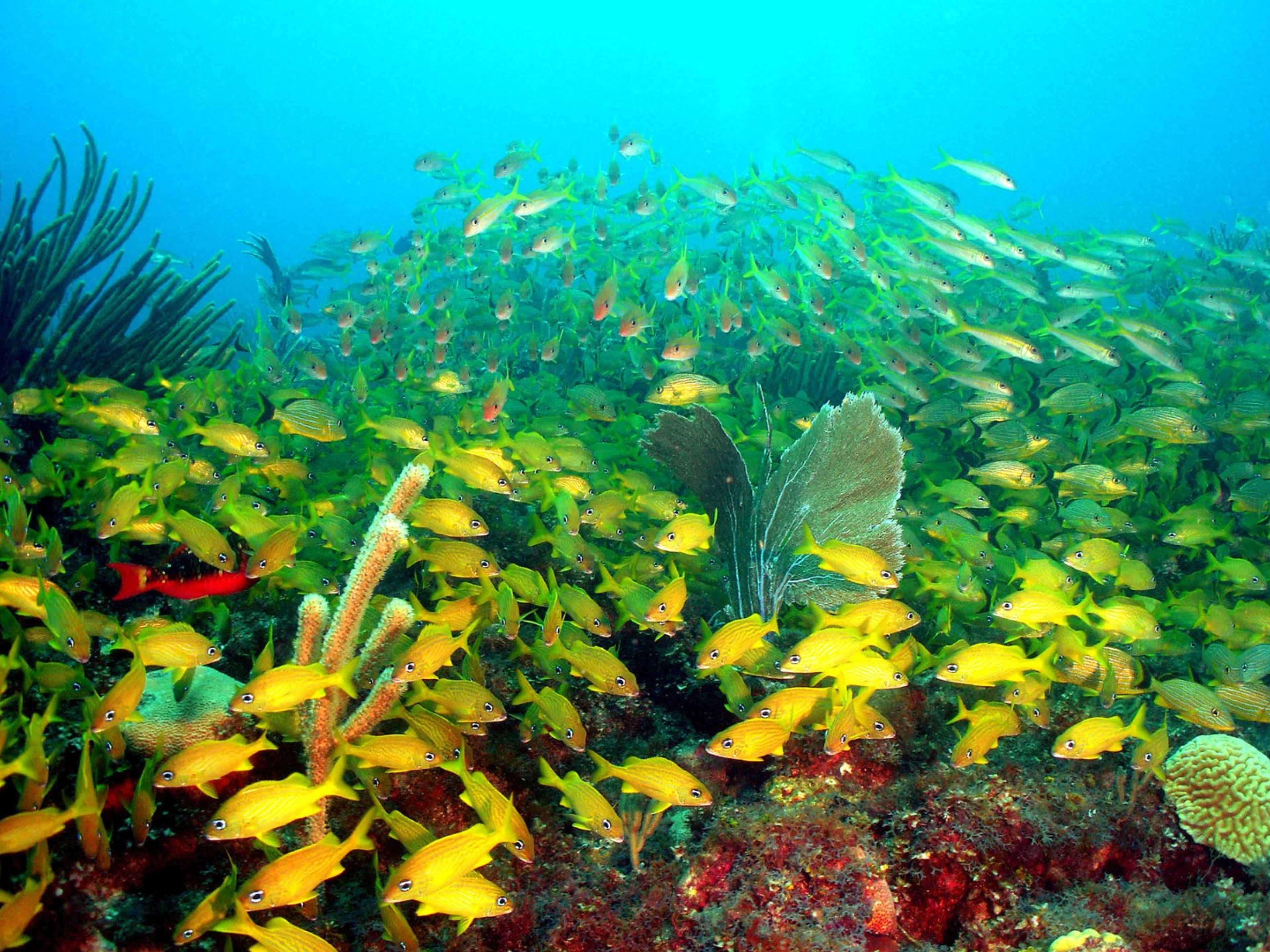 Excursão "MERGULHO SUBMARINO EM JARDINES DEL REY". Scuba diving tour at Jardines del Rey