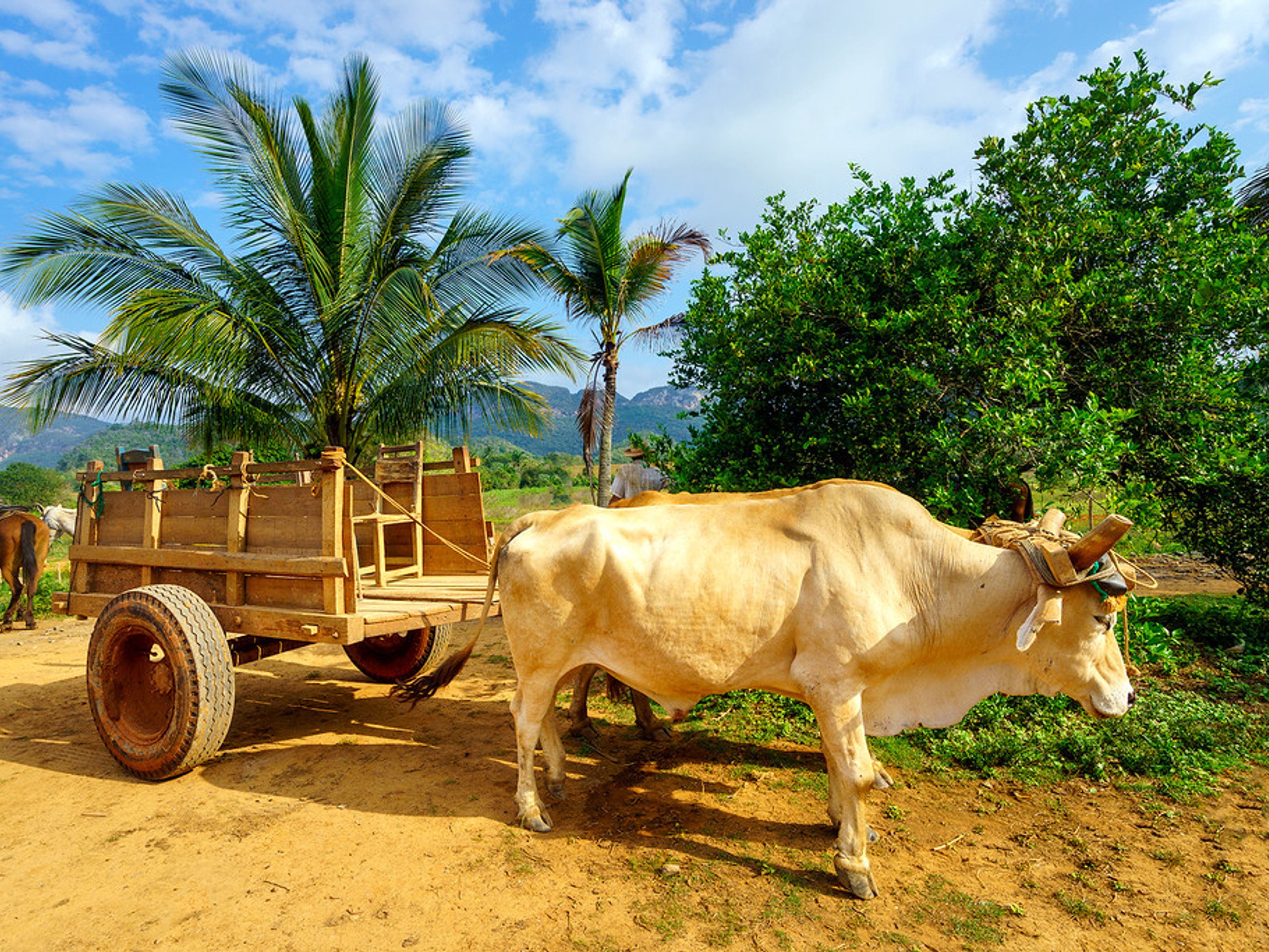 "Faire du vélo une boucle incroyable". Traditions and customs, Viñales valley National Park, Pinar del Río