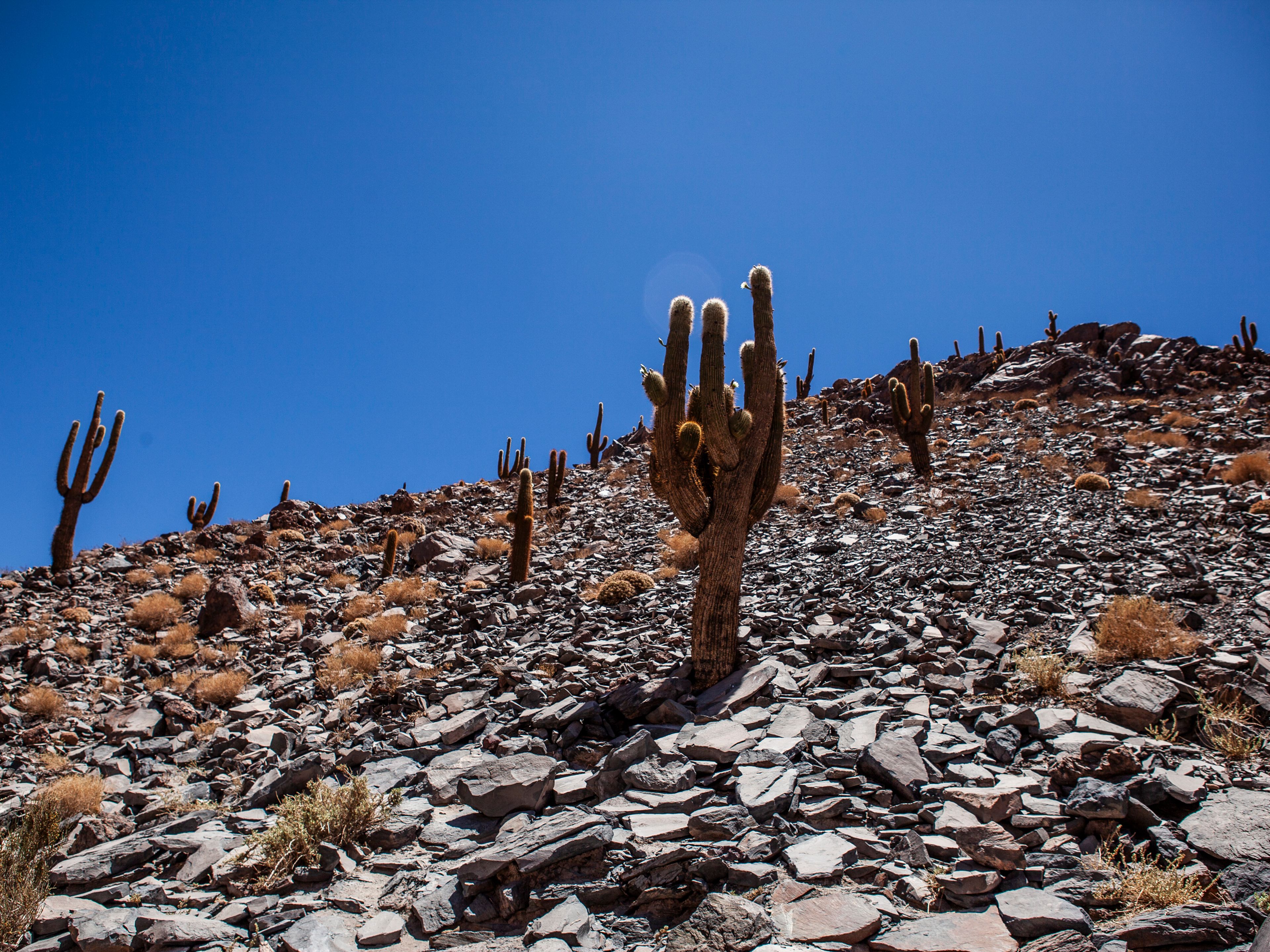 "TREKKING ZUM TAL DER RIESENKAKTEEN" PREMIUM Tour. "TREKKING TO THE GIANT CACTUS VALLEY" PREMIUM Tour, San Pedro de Atacama, Chile.