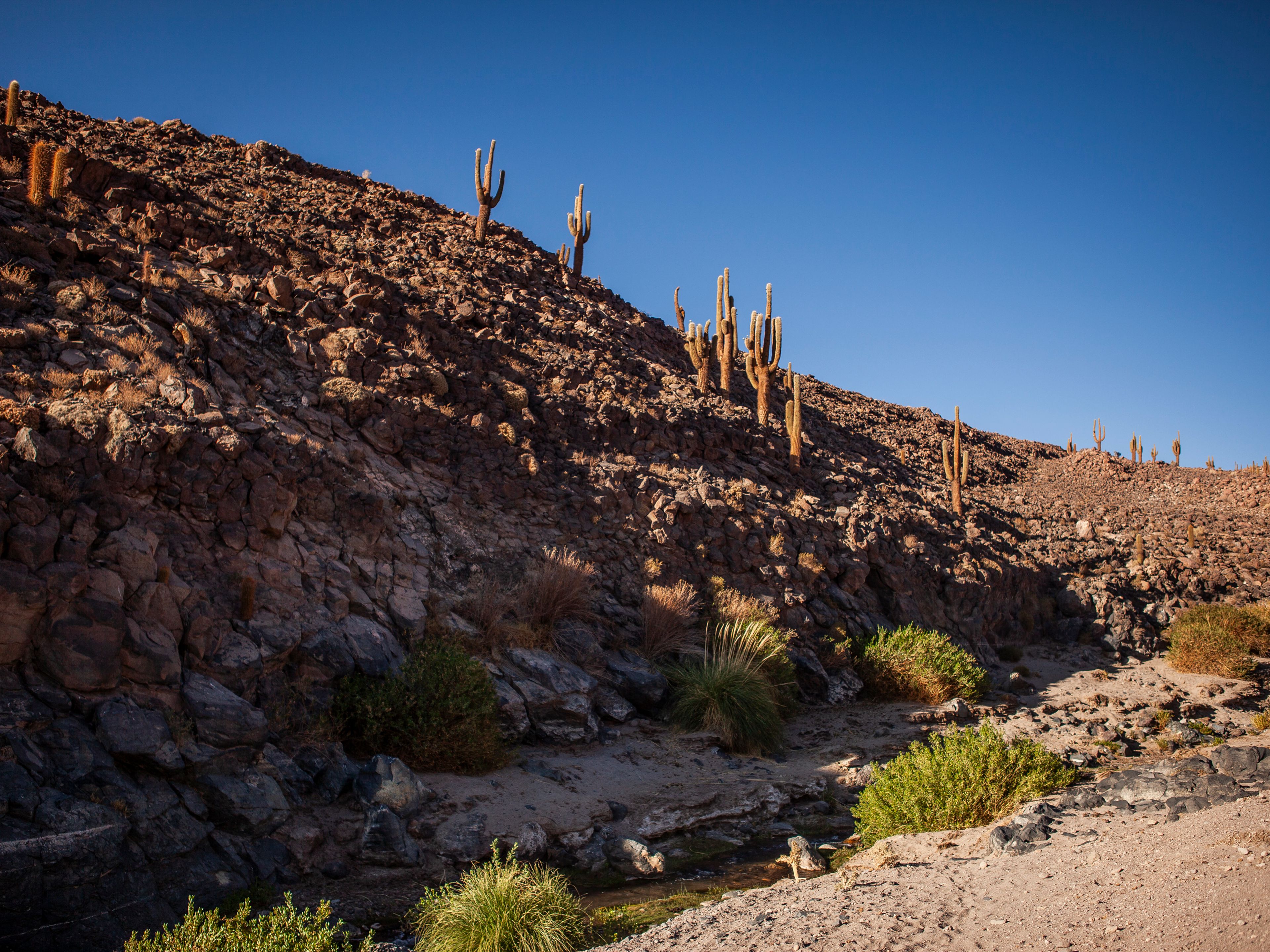 "TREKKING ZUM TAL DER RIESENKAKTEEN" PREMIUM Tour. "TREKKING TO THE GIANT CACTUS VALLEY" PREMIUM Tour, San Pedro de Atacama, Chile.