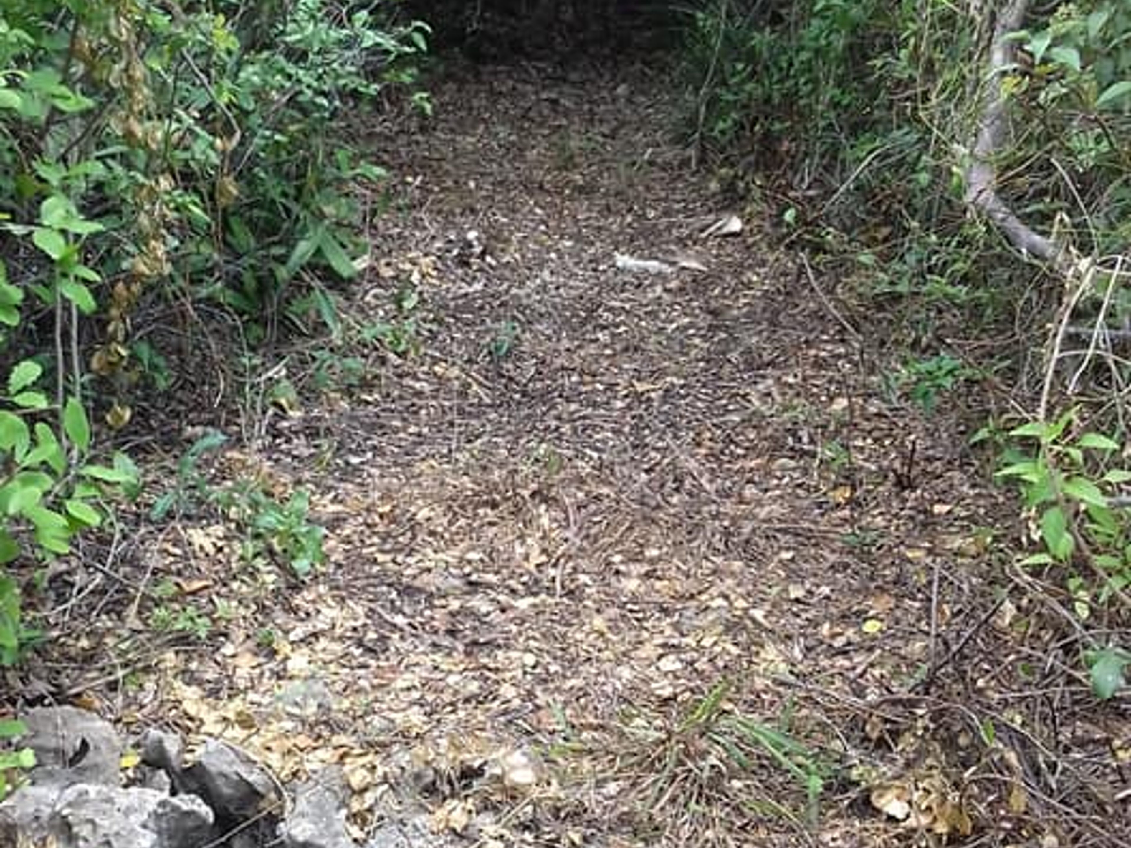 Tour "CAYO SANTA MARÍA ALL'INTERNO". Cueva de Pelo de Oro trail, Cayo Santa María, Villa Clara, Cuba.