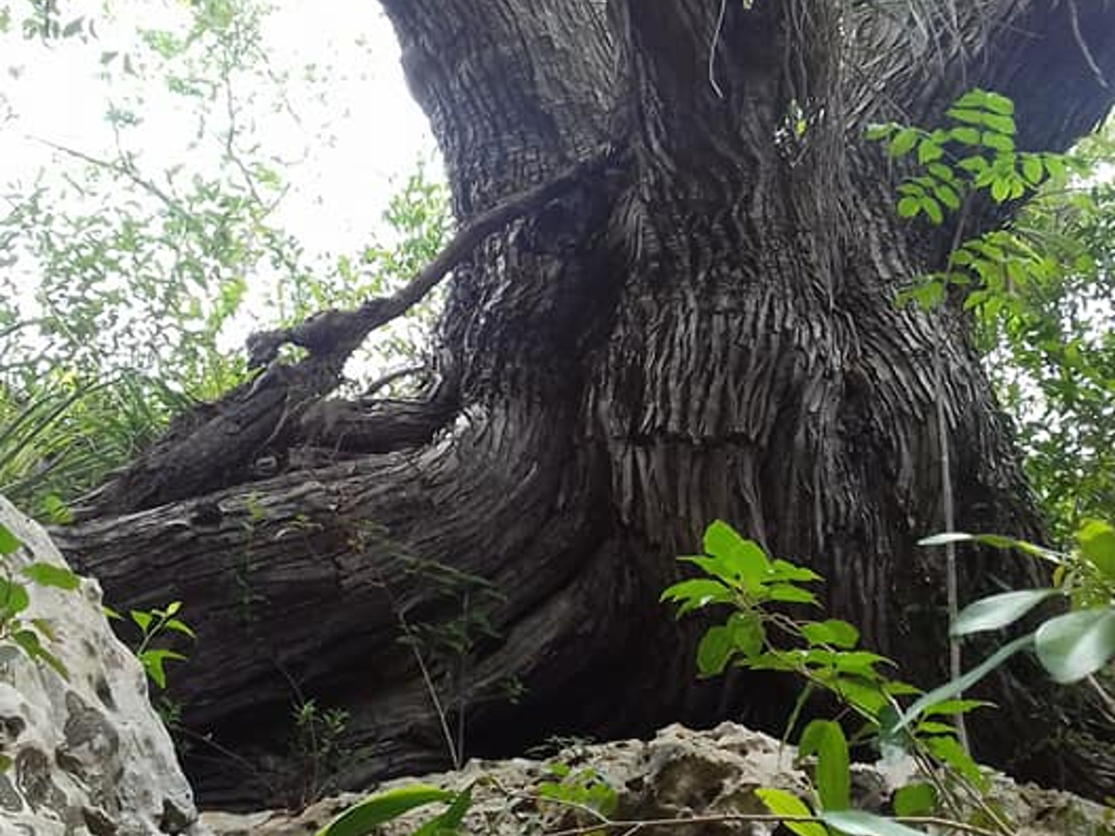 Tour "CAYO SANTA MARÍA ALL'INTERNO". Cueva de Pelo de Oro trail, Cayo Santa María, Villa Clara, Cuba.
