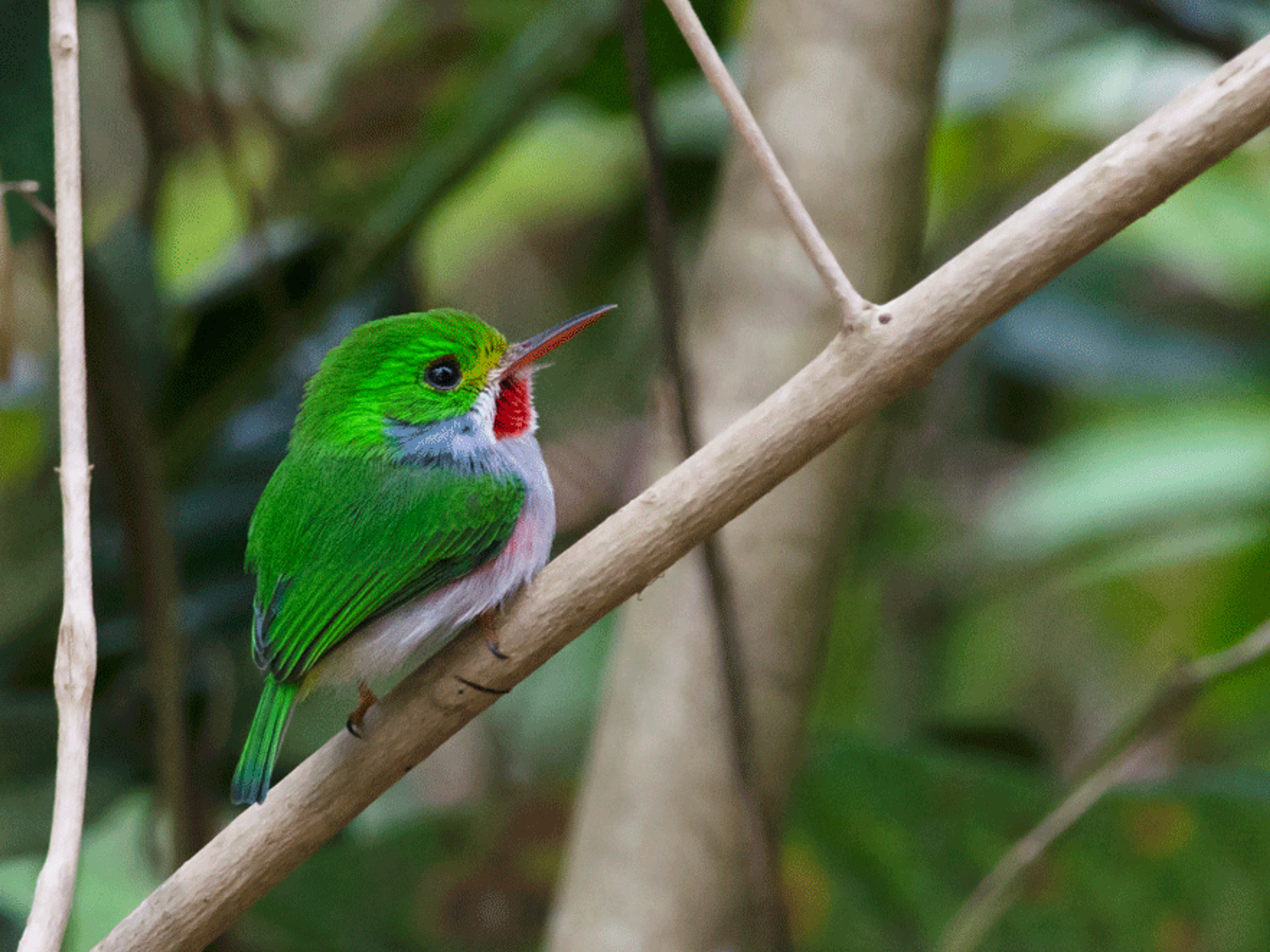 "НАБЛЮДЕНИЕ ЗА ПТИЦАМИ В ВИНЬЯЛЕС". Cuban Tody - Viñales valley National Park, Pinar del Río