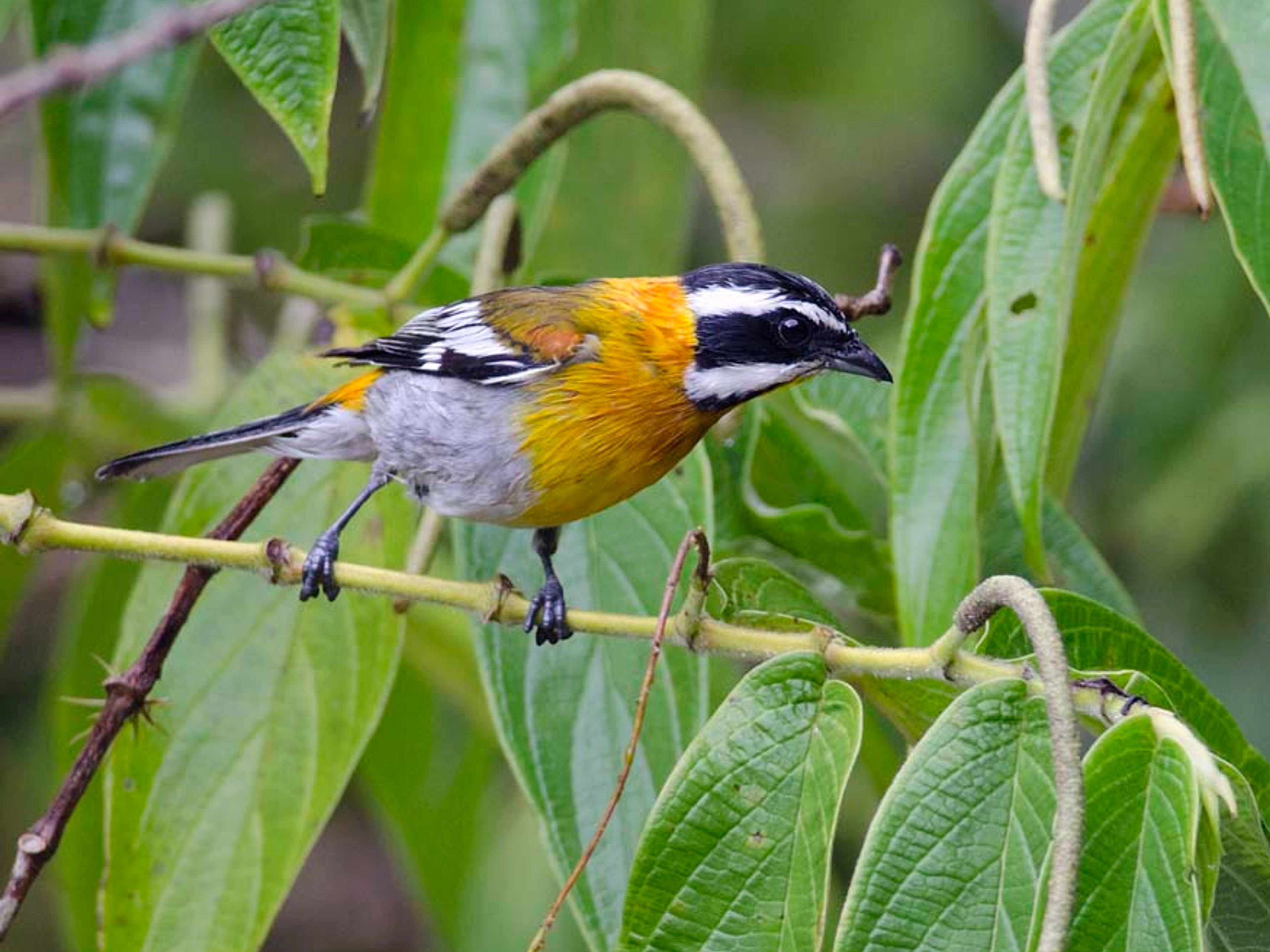 "Tour di birdwatching a Viñales". Male Western Spindalis - Viñales valley National Park, Pinar del Río