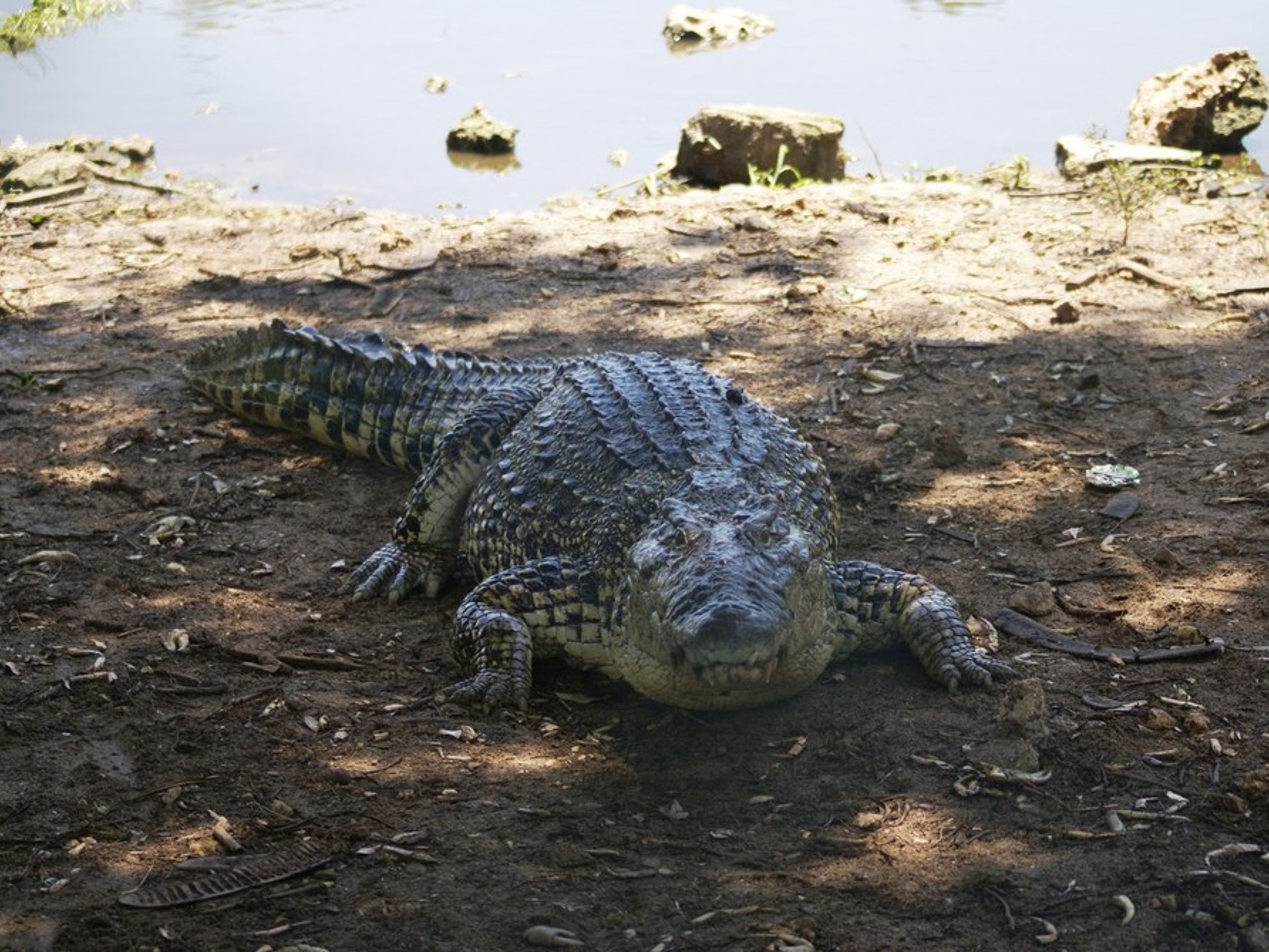 "GUAMA & DAS KARIBISCHE MEER" Tour. The Crocodile farm panoramic view, Guamá tourist park, Península de Zapata, Matanzas, Cuba.