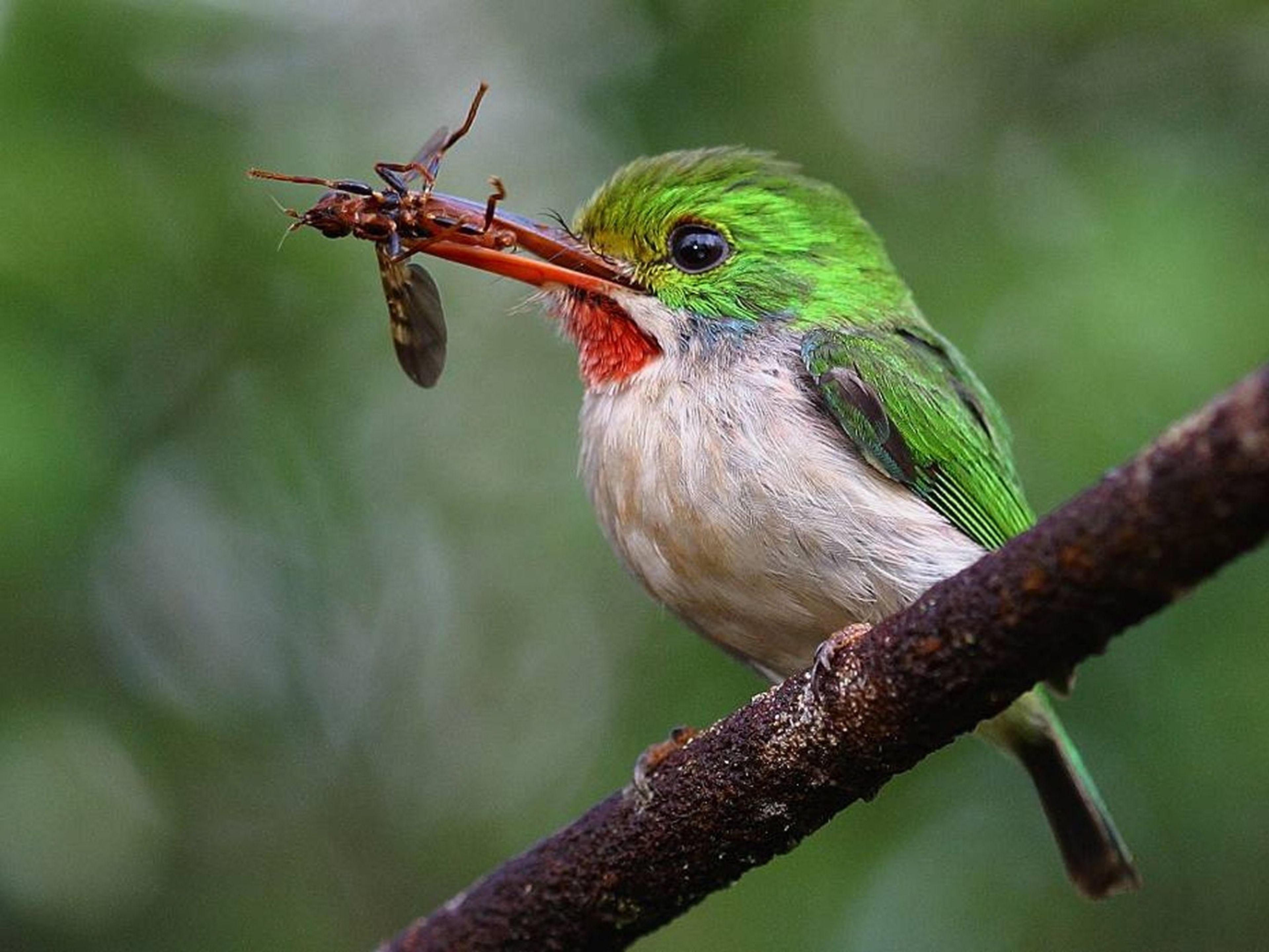 Tour "VOGELBEOBACHTUNG IN CAYO COCO + LOMA DE CUNAGUA + CIÉNAGA DE ZAPATA" (7 Tage / 6 Nächte). "BIRD WATCHING IN CAYO COCO + LOMA DE CUNAGUA + CIÉNAGA DE ZAPATA" Tour