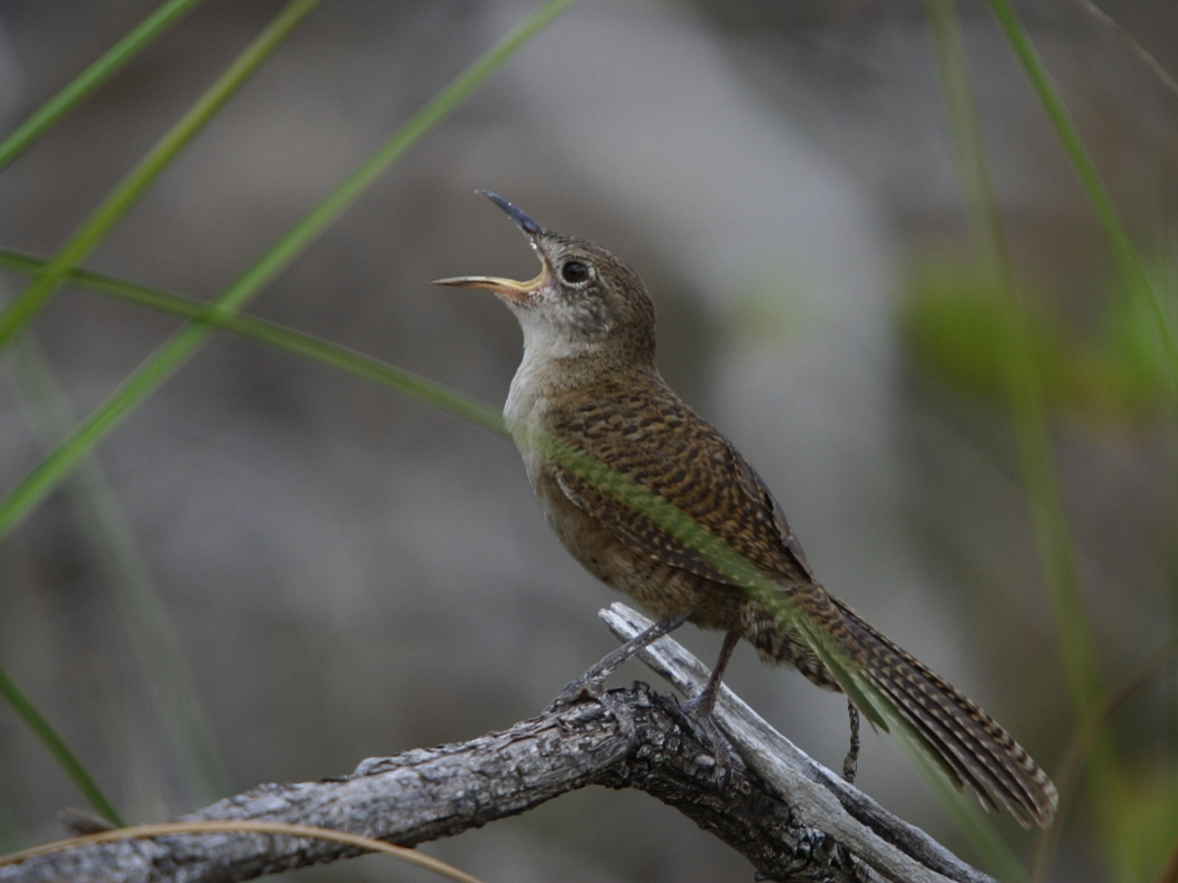 "BIRD WATCHING IN CAYO COCO + LOMA DE CUNAGUA + CIÉNAGA DE ZAPATA" Tour (7 days / 6 nights). "BIRD WATCHING IN CAYO COCO + LOMA DE CUNAGUA + CIÉNAGA DE ZAPATA" Tour