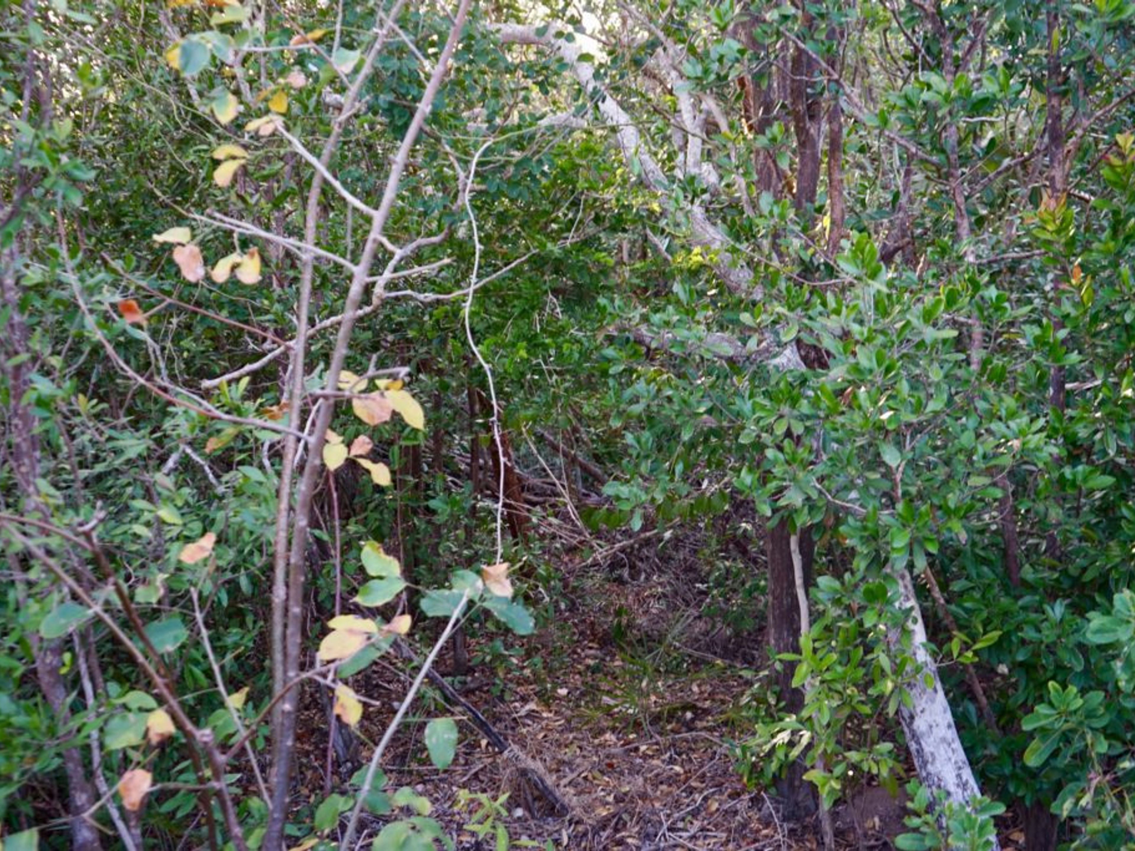 Tour "AVVENTURA A CAYO SANTA MARÍA". Cayo Santa María protected area, Cayo Santa María, Villa Clara, Cuba.