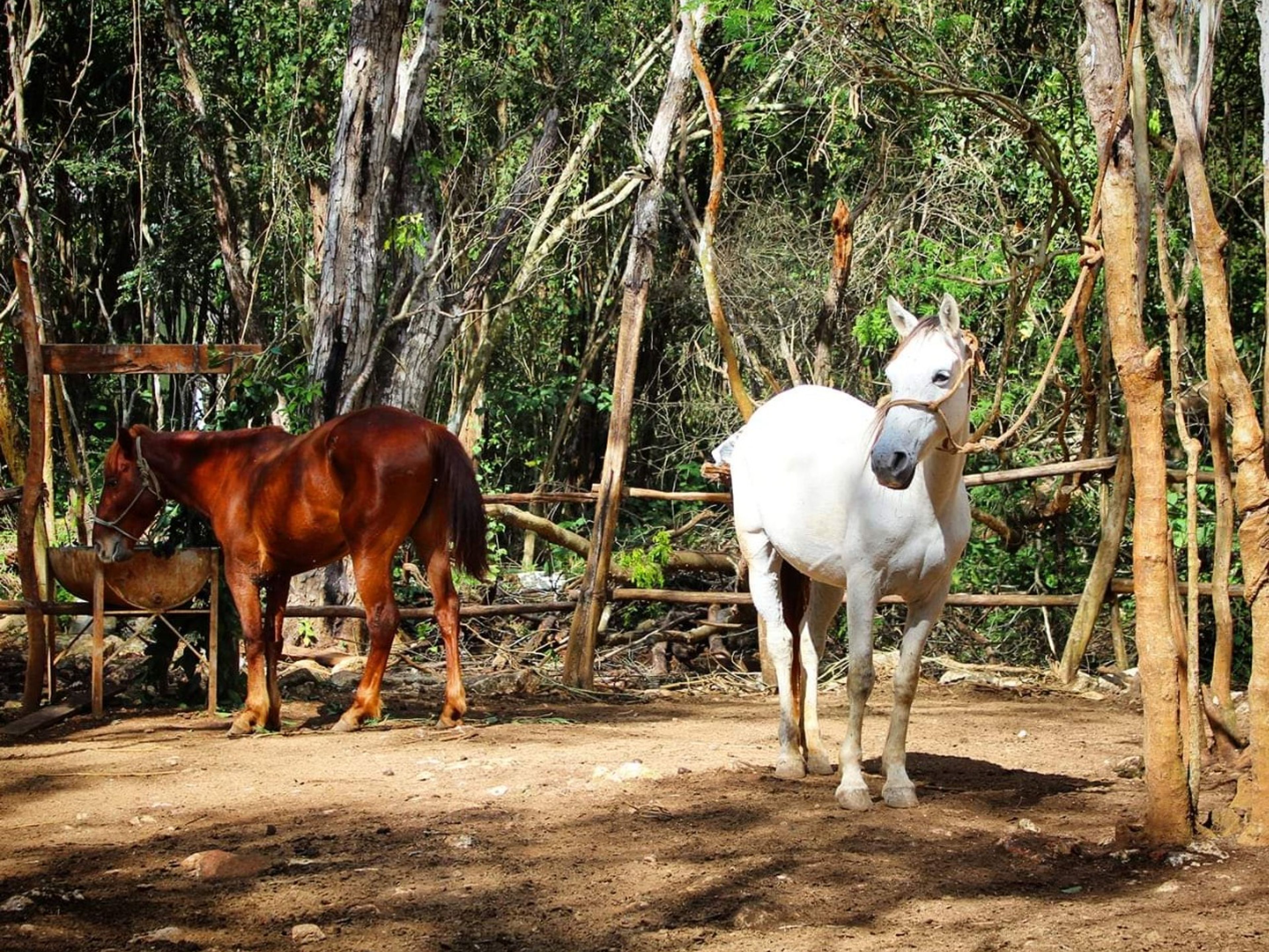"Reiten in Chichen Adventure" Tour. Horse ride, fun and interesting in Chichen Adventure Park. Chichen Itza, Yucatan Peninsula