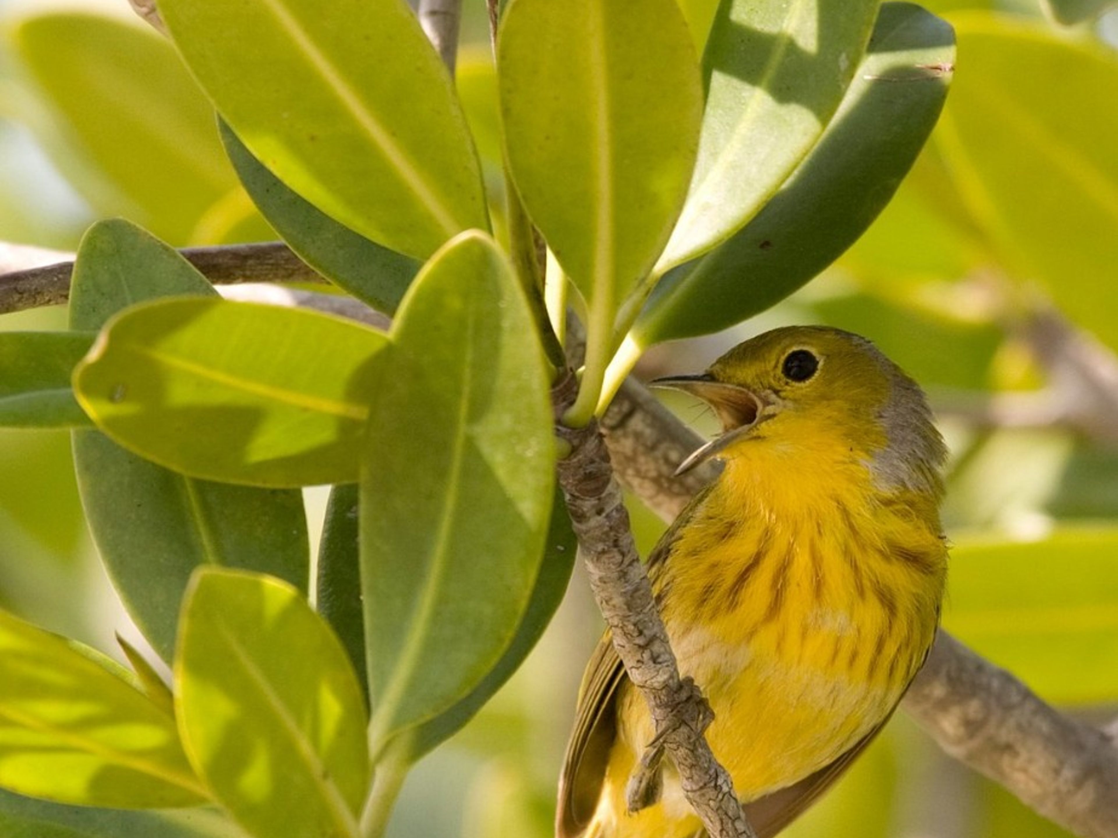 Tour "TREKKING E OSSERVAZIONE DEGLI UCCELLI A BERMEJAS"