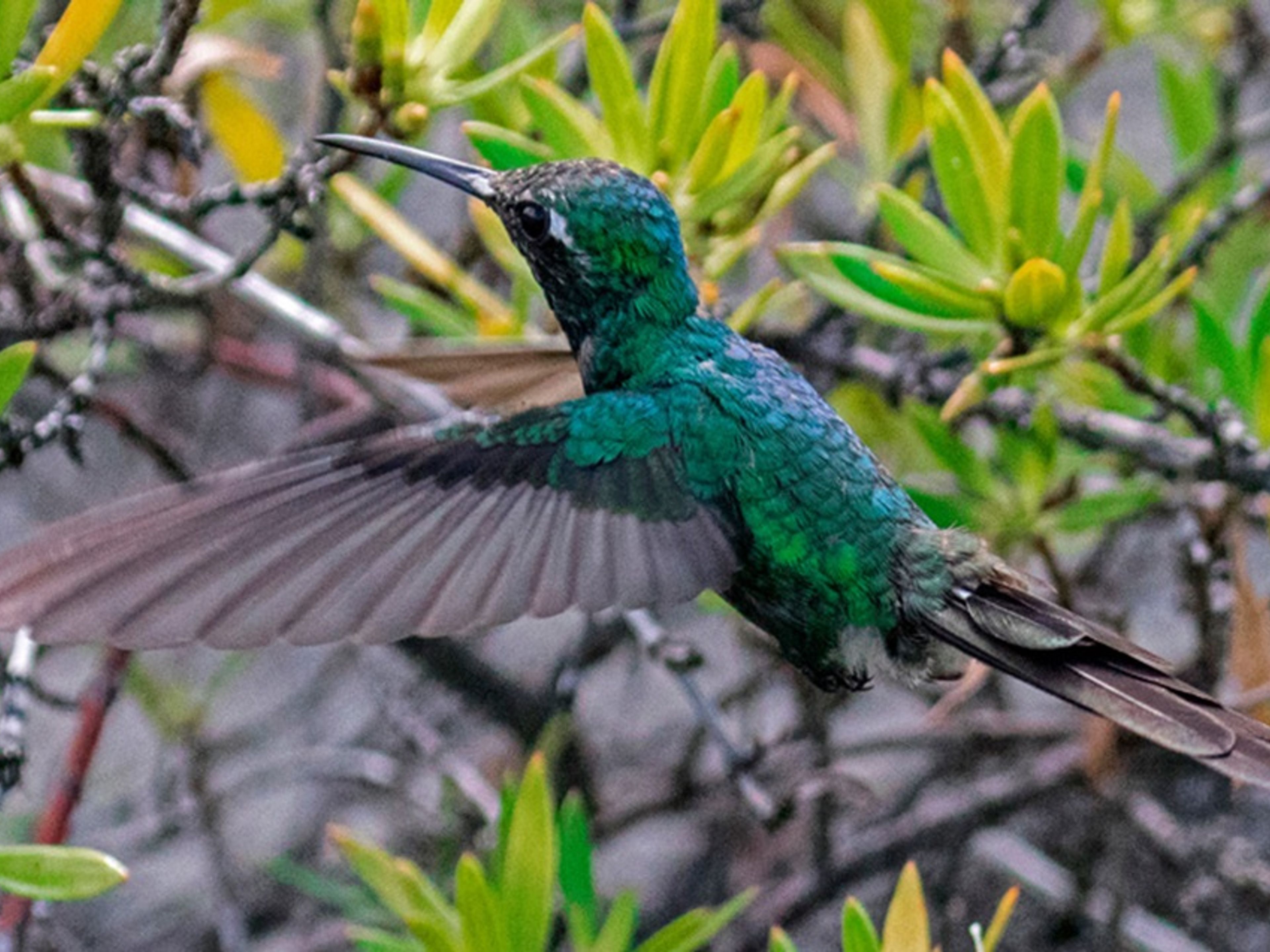 Tour "TREKKING E OSSERVAZIONE DEGLI UCCELLI A BERMEJAS". "HIKING AND BIRD WATCHING AT BERMEJAS" Tour, Zapata peninsula, Matanzas, Cuba,