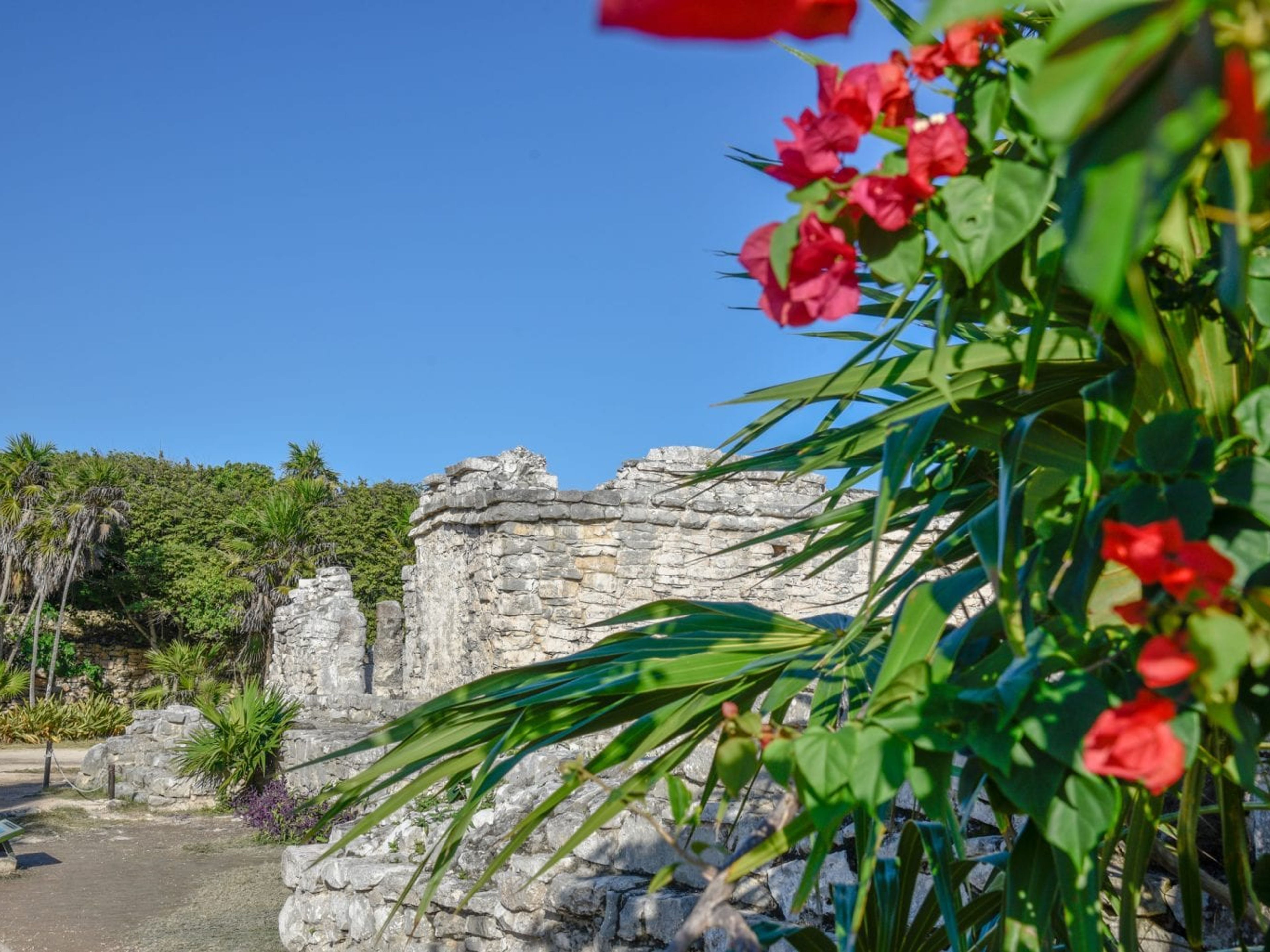 Tour "Privado de Tulum". Flora and fauna in Tulum Archaeological Site, vestiges of ancient civilizations. Yucatan Peninsula, Mexico.