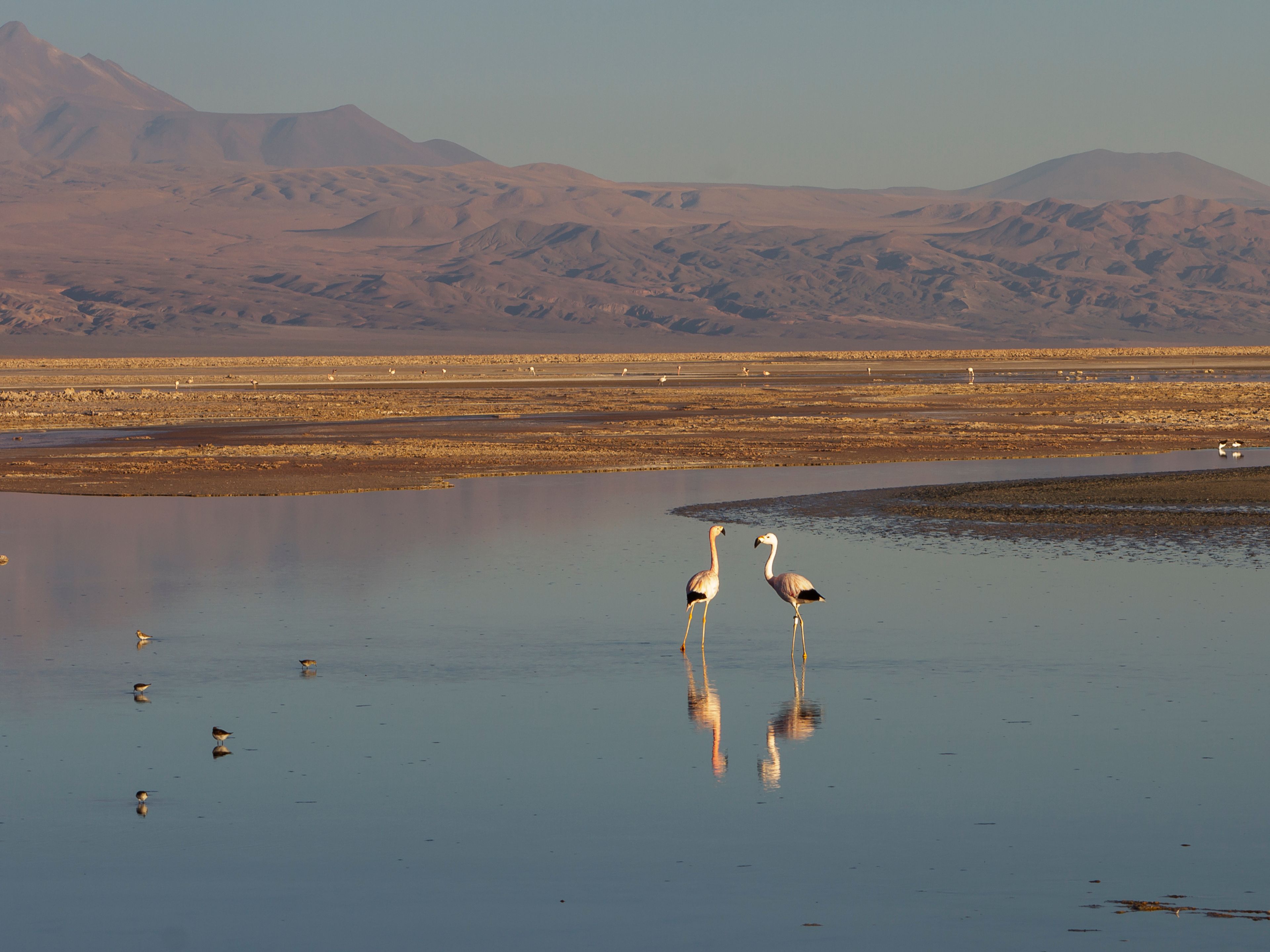 Tour PREMIUM "SALAR D'ATACAMA (LAGUNE CHAXA), VALLÉE DE JEREZ ET VILLAGE DE TOCONAO". "ATACAMA SALT FLAT (CHAXA LAGOON), JEREZ VALLEY & TOCONAO VILLAGE" PREMIUM Tour, San Pedro de Atacama, Chile.
