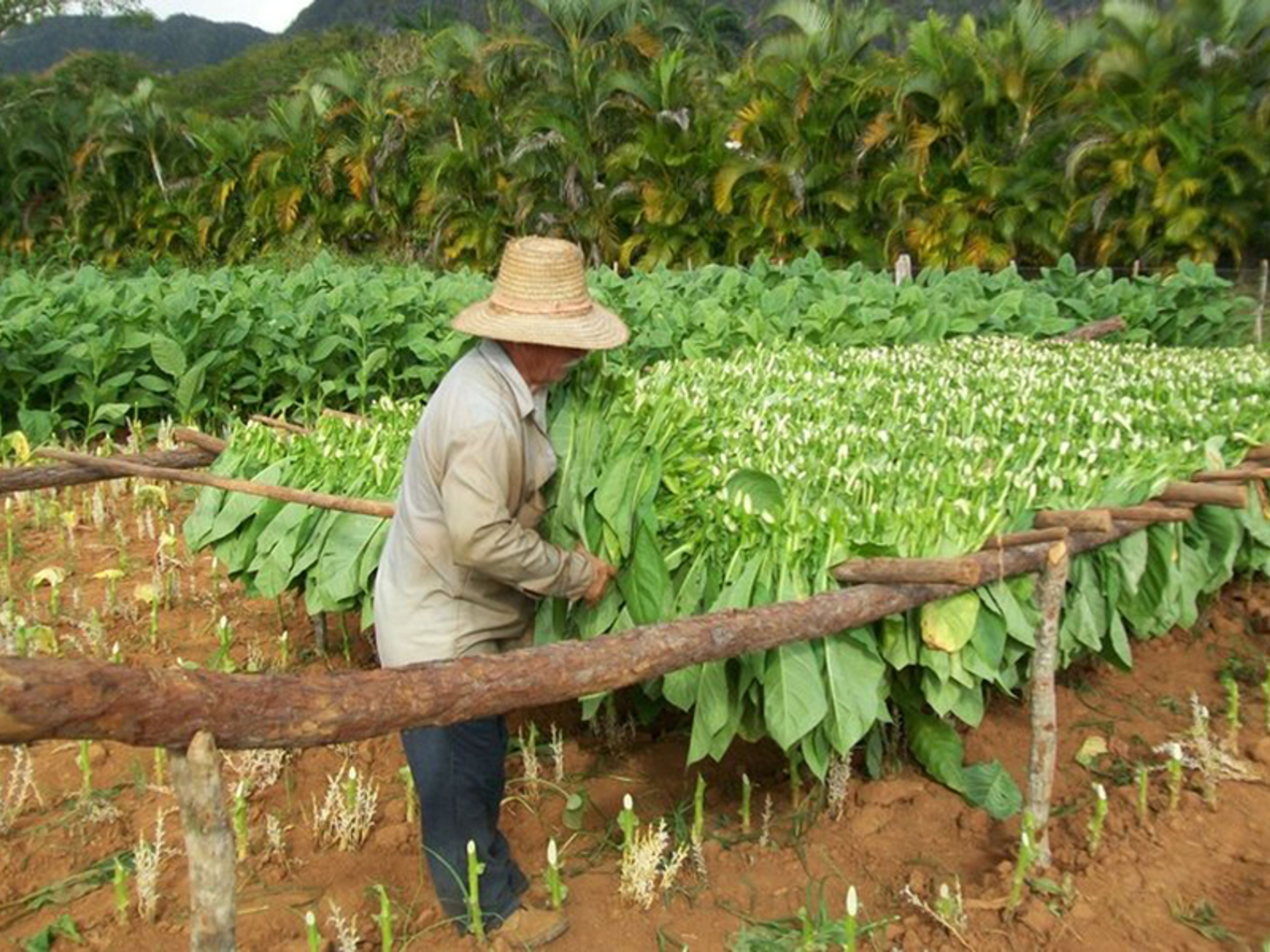 Tour privé d'une journée "La Havane - Viñales 2". A traditional tobacco farm, the handmade processes of the leaves, Viñales Valley National Park, Pinar del Río