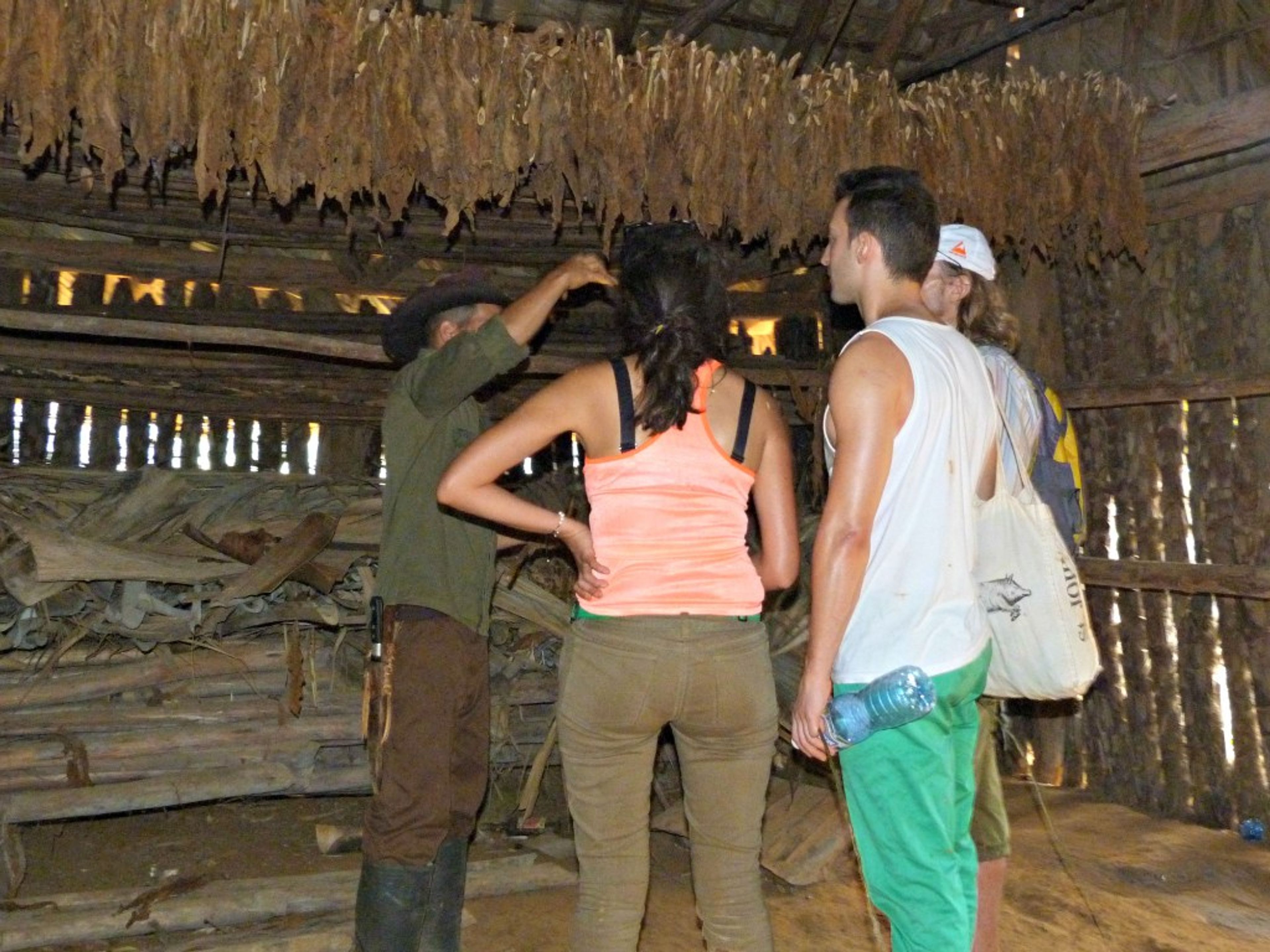 “HAVANA - VIÑALES INTERATIVO” Passeio privado de um dia. A tobacco sorting place where only ladies classified the leaves according to the size and the quality, Viñales valley National Park, Pinar del Río