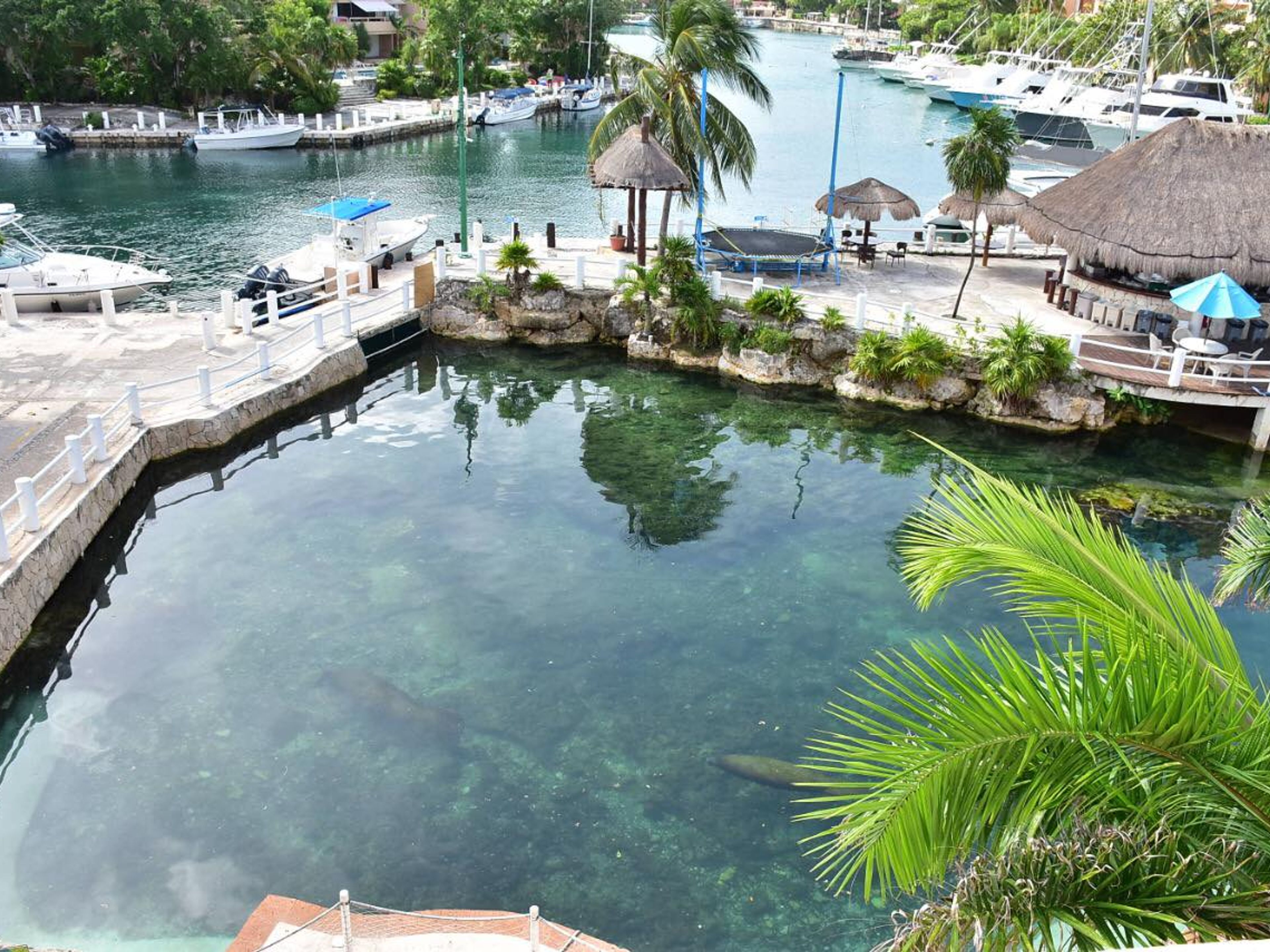 "Dolphins Royal Swim in Riviera Maya" Tour. "Dolphins Royal Swim in Riviera Maya" Tour