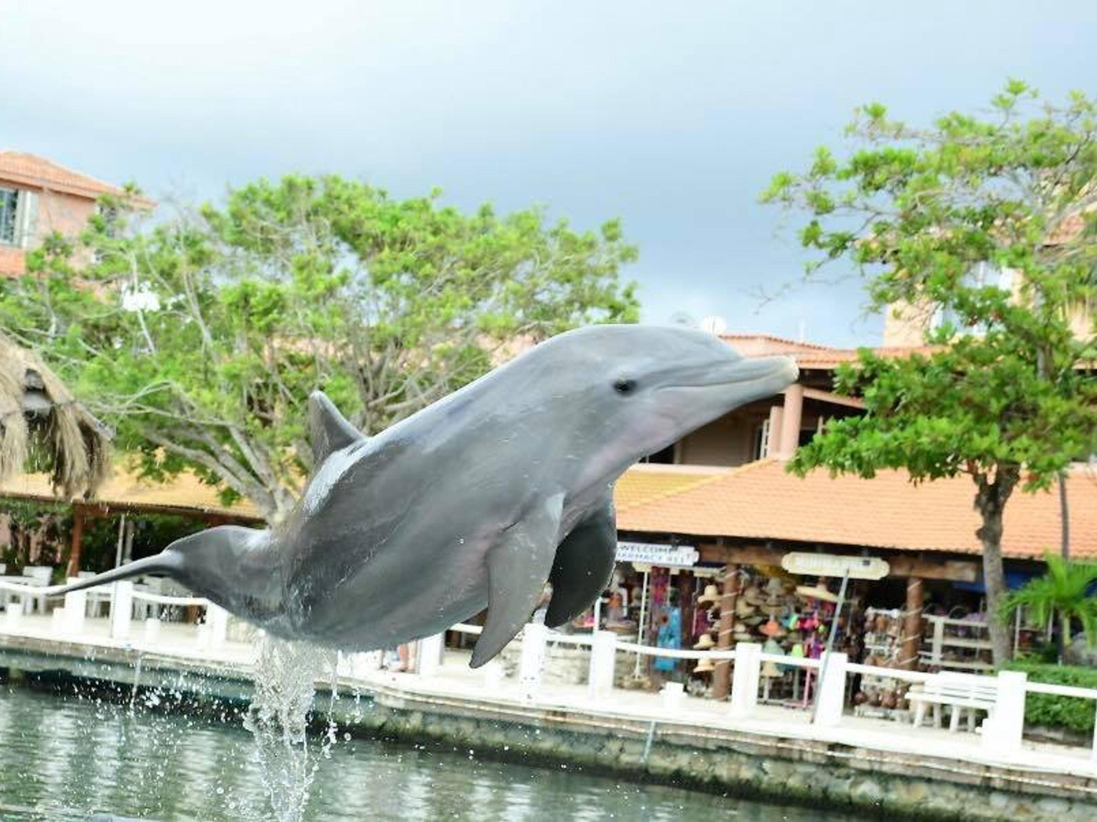 Excursão "Golfinhos Royal Swim em Riviera Maya". "Dolphins Royal Swim in Riviera Maya" Tour